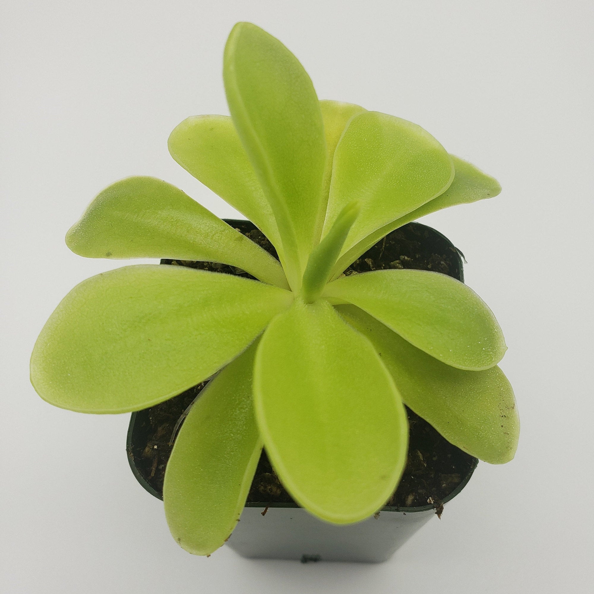 Pinguicula gigantea x 'Huahuapan'