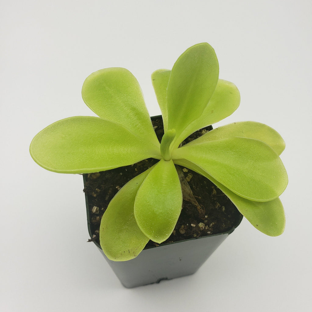 Pinguicula gigantea x 'Huahuapan'