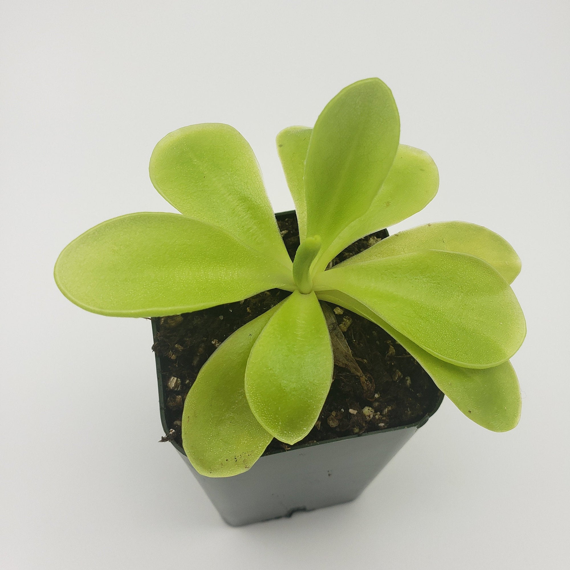 Pinguicula gigantea x 'Huahuapan'