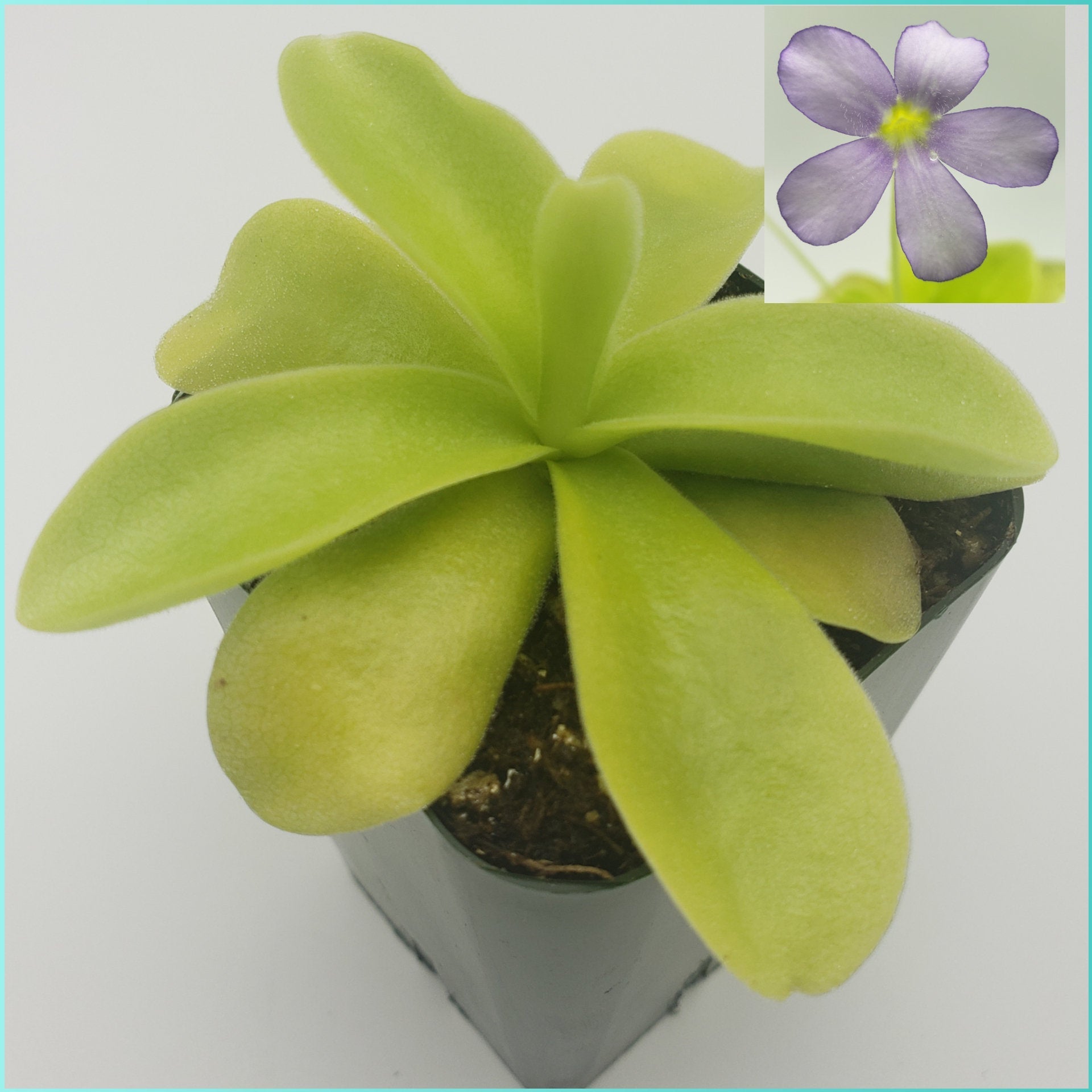Pinguicula gigantea