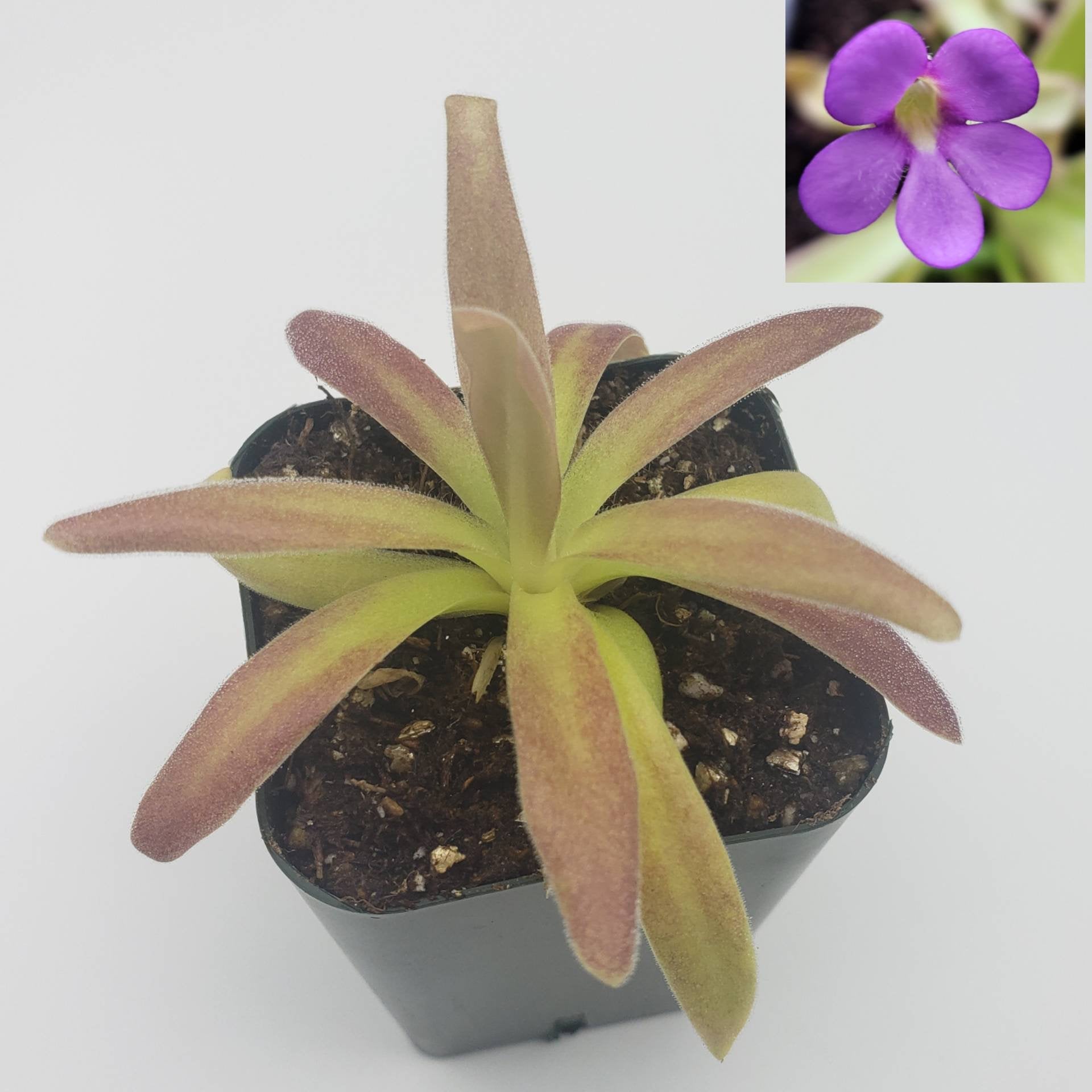 Pinguicula agnata 'El Lobo' x moctezumae