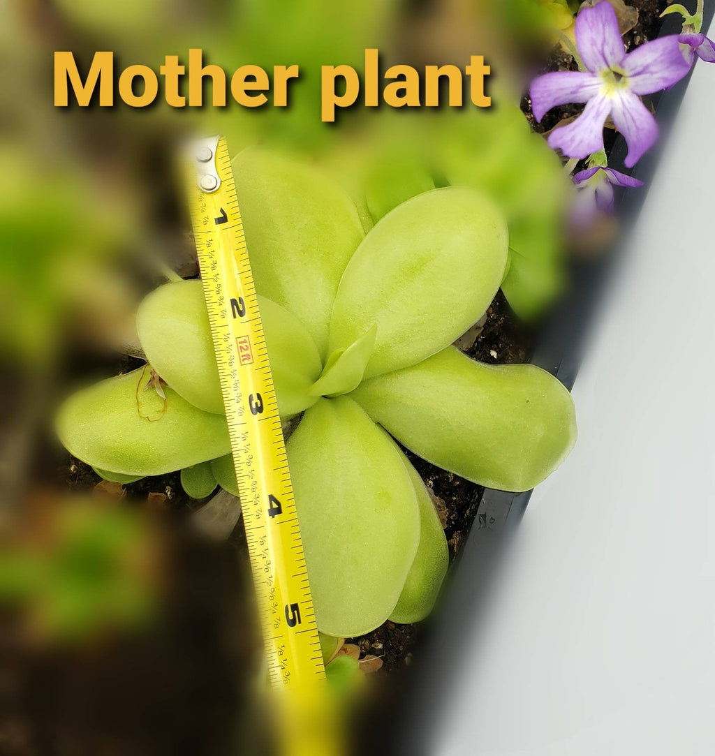 Pinguicula gigantea alba x 'Huahuapan'