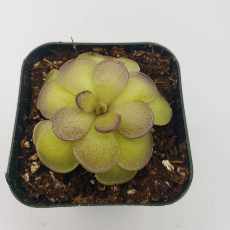 Pinguicula hemiepiphytica x cyclosecta