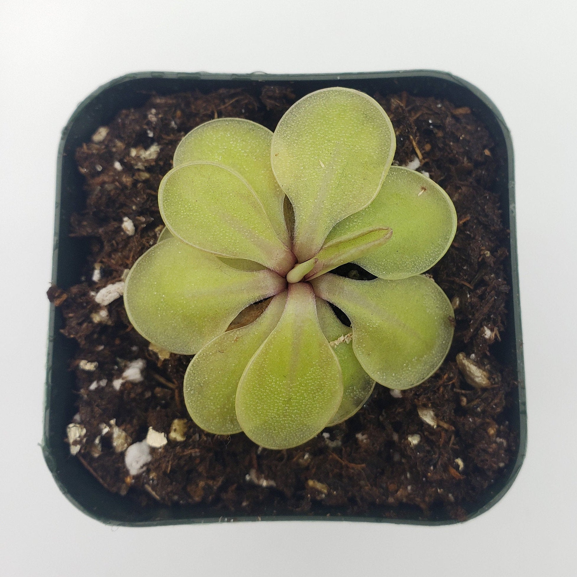 Pinguicula emarginata x 'Huahuapan'