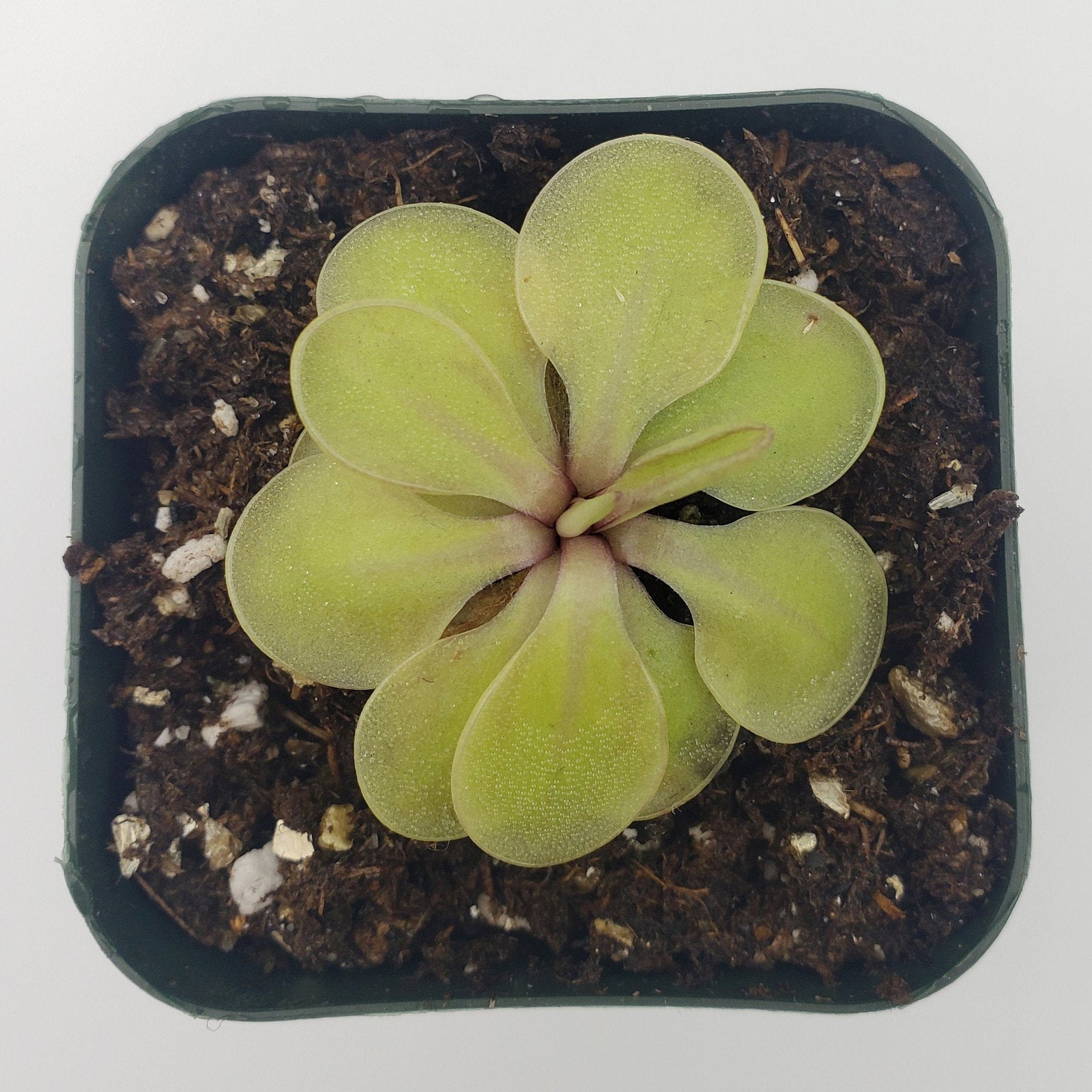 Pinguicula emarginata x 'Huahuapan'