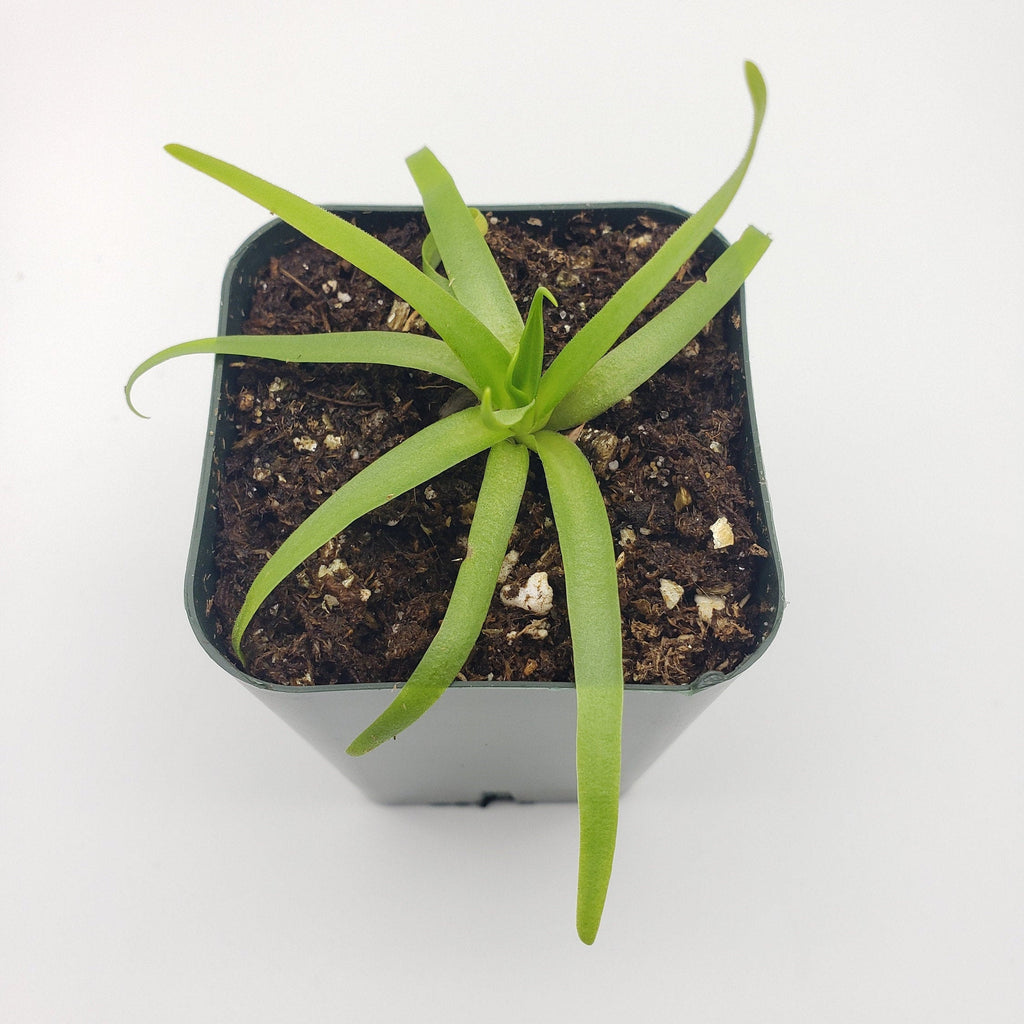 Pinguicula moctezumae