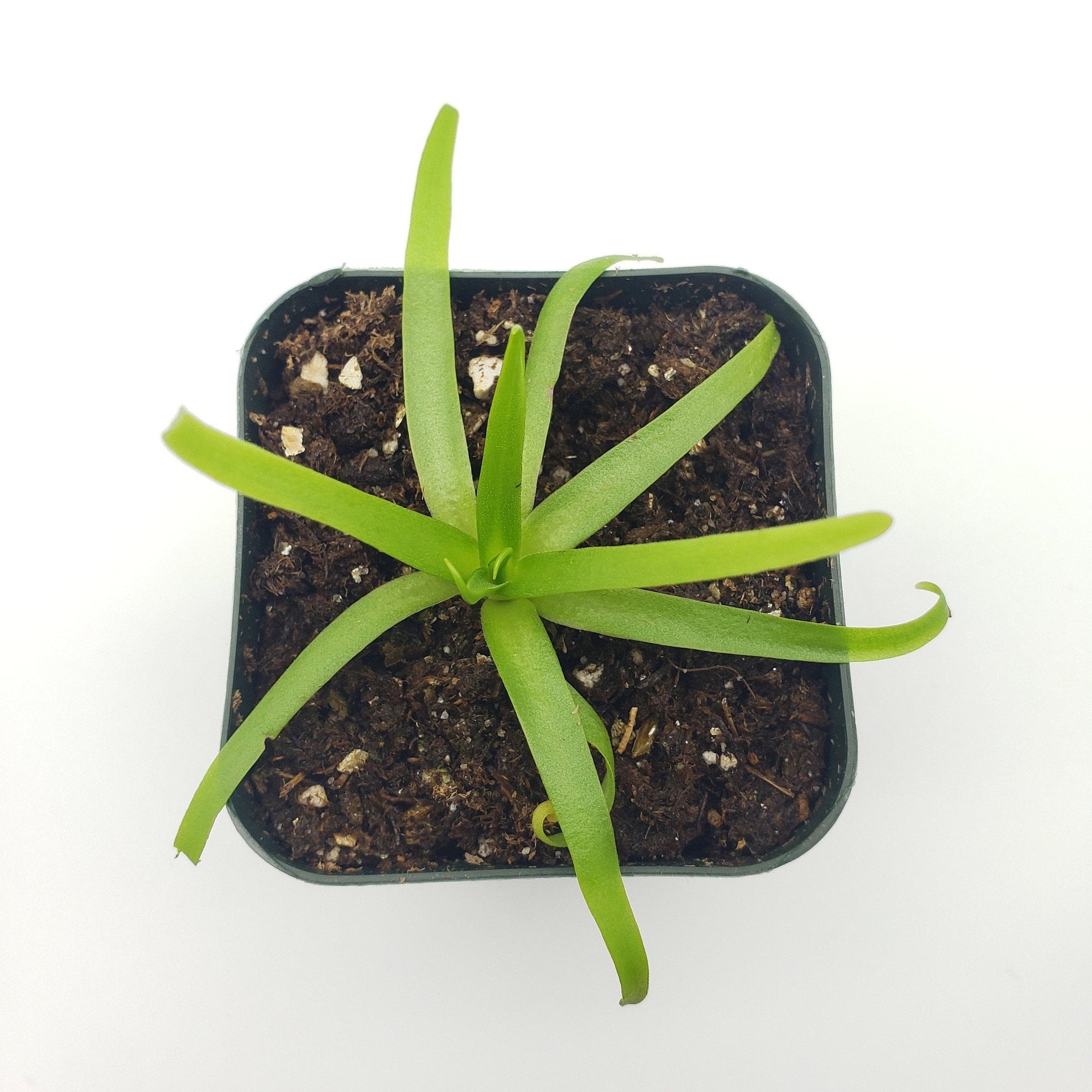 Pinguicula moctezumae