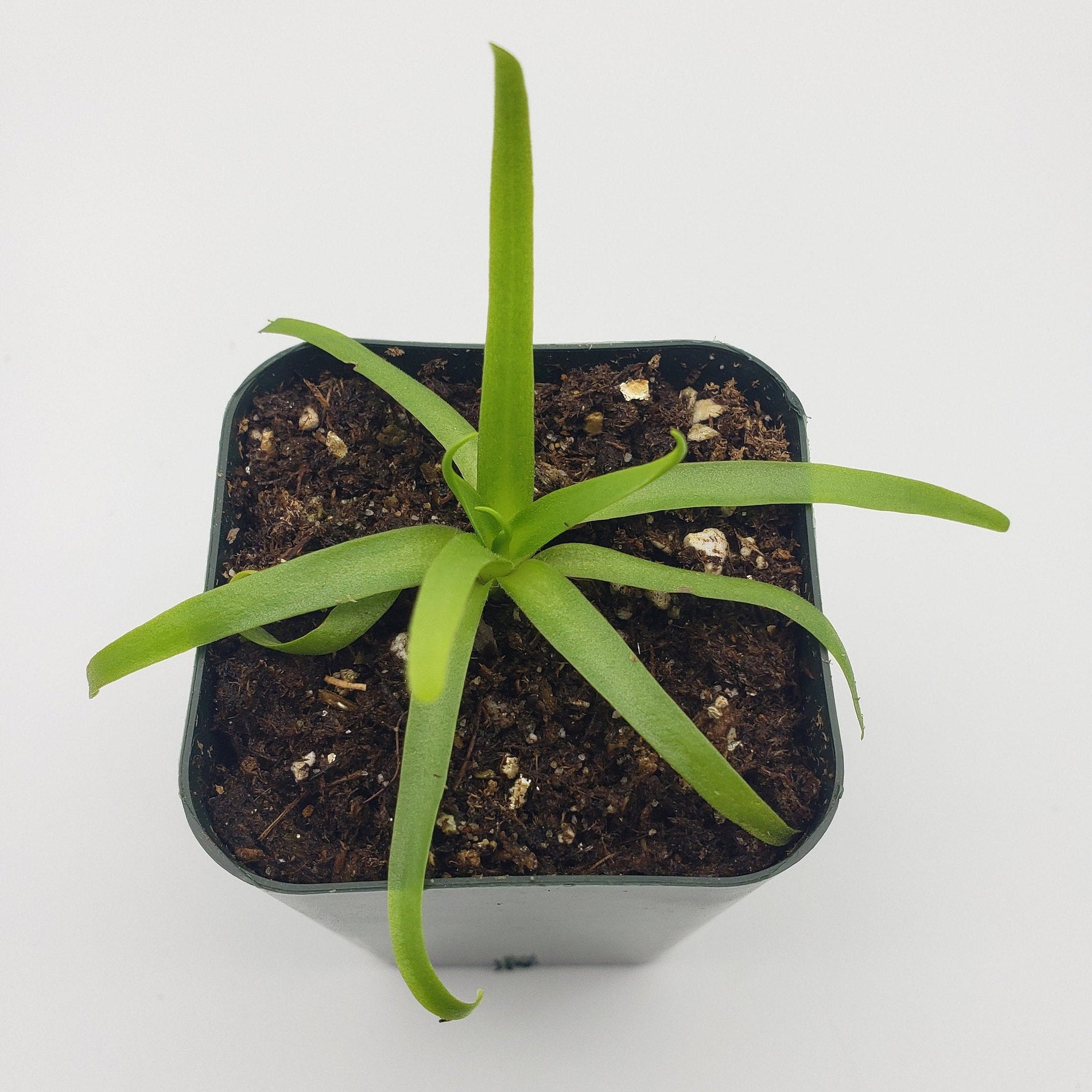 Pinguicula moctezumae