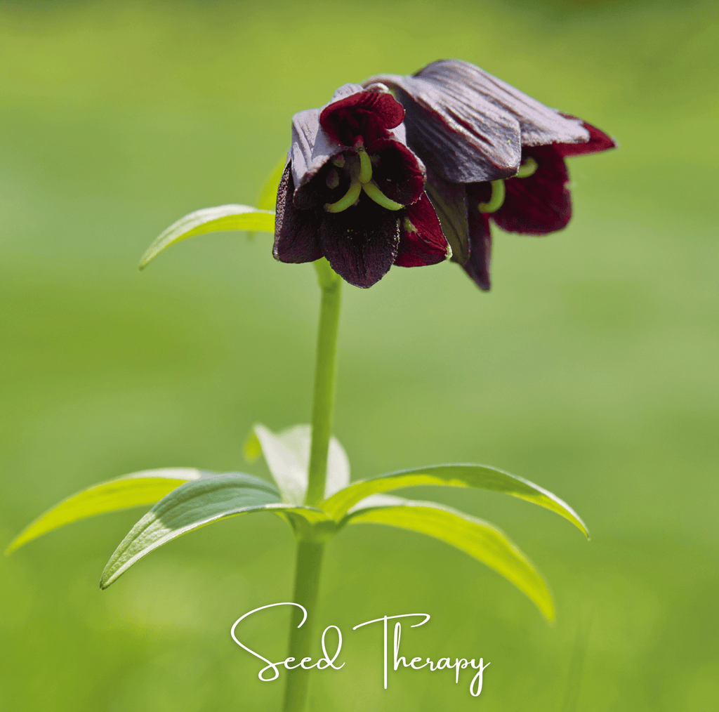 Chocolate Lily – 10 Seeds