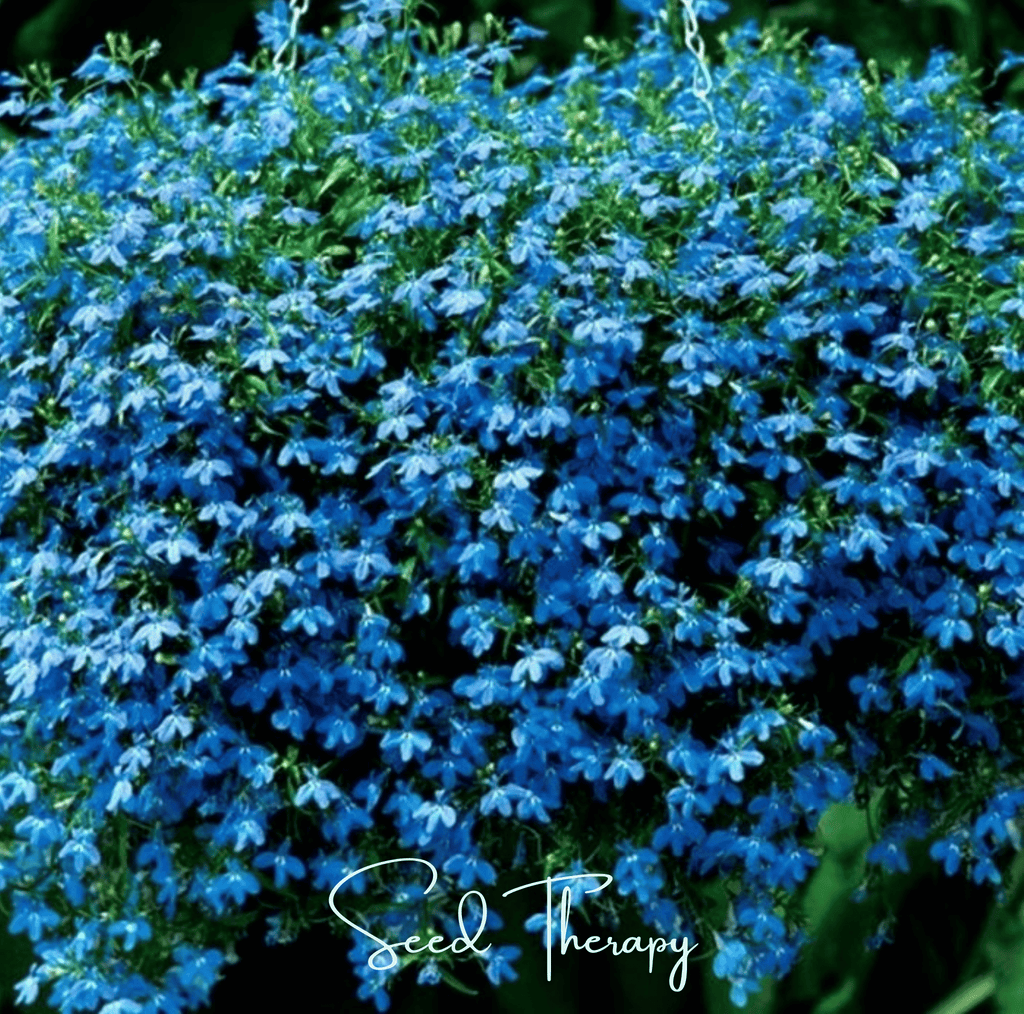 Blue Carpet Lobelia – 100 Seeds