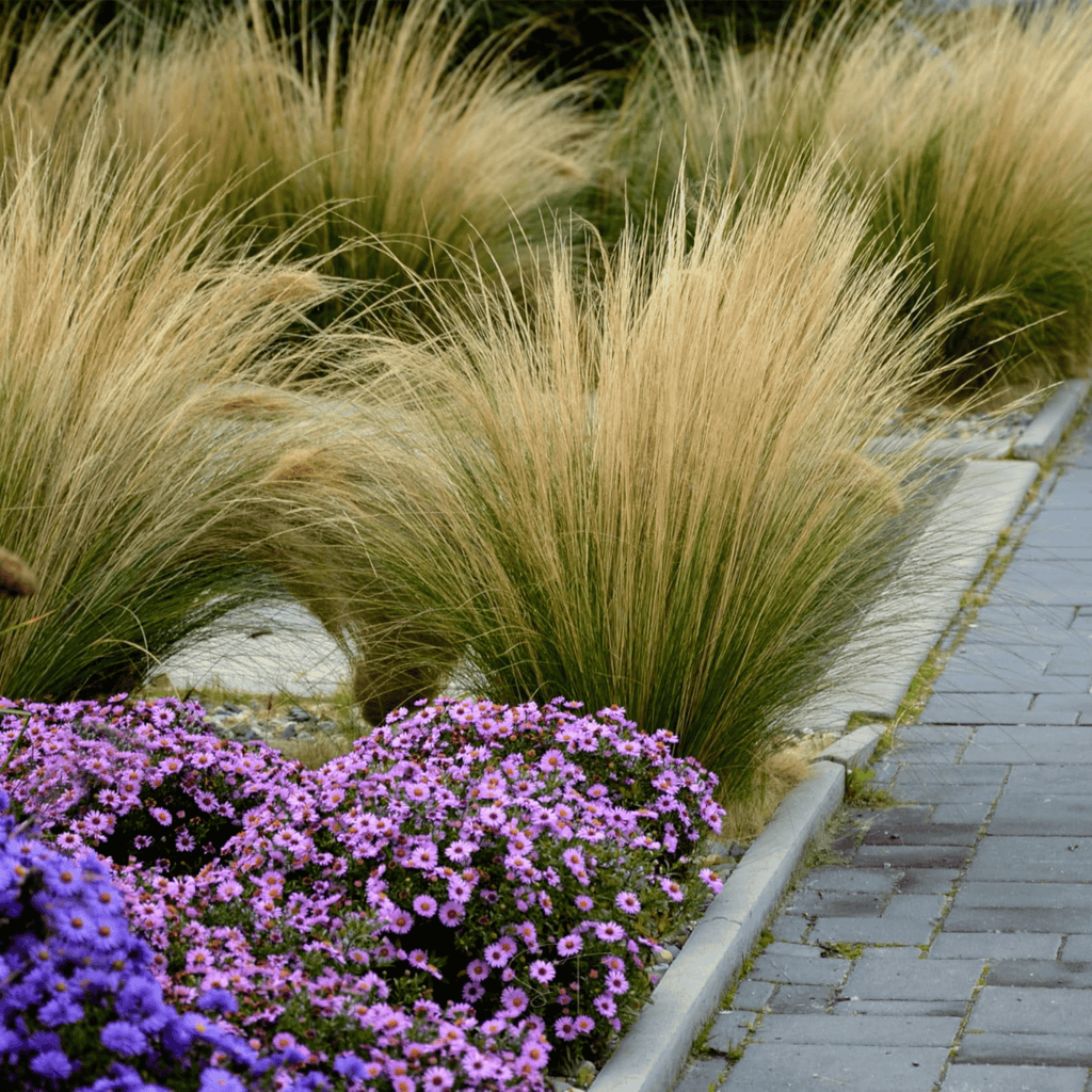 Mexican Feather Grass – 50 Seeds