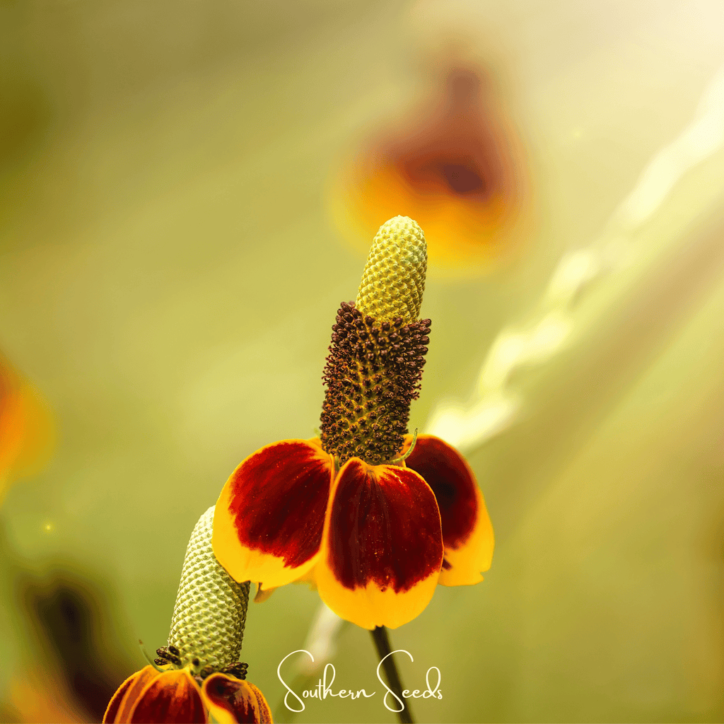 Mexican Hat – 100 Seeds