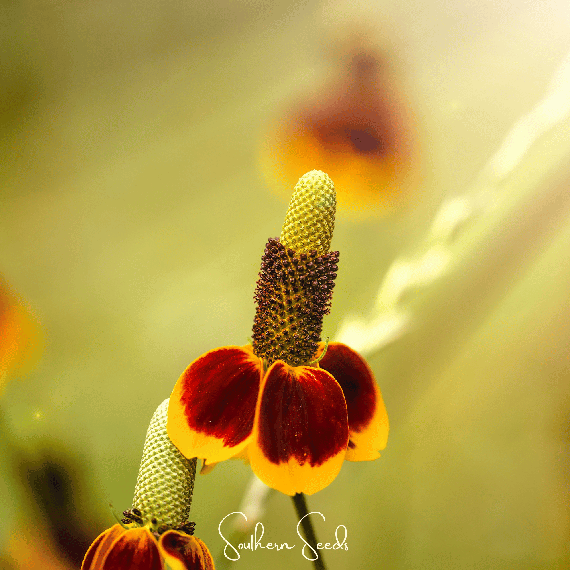 Mexican Hat – 100 Seeds