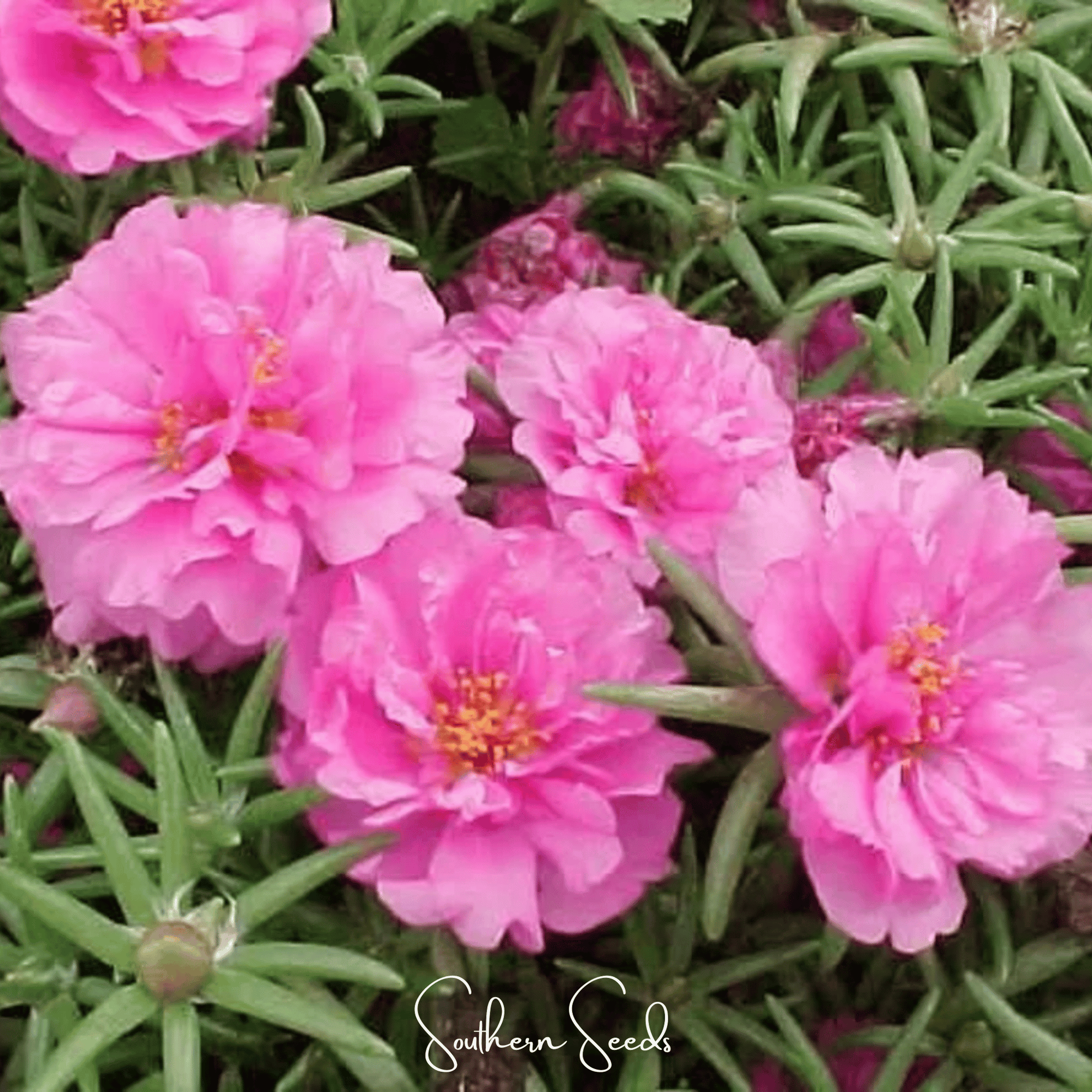 Pink Moss Rose – 250 Seeds