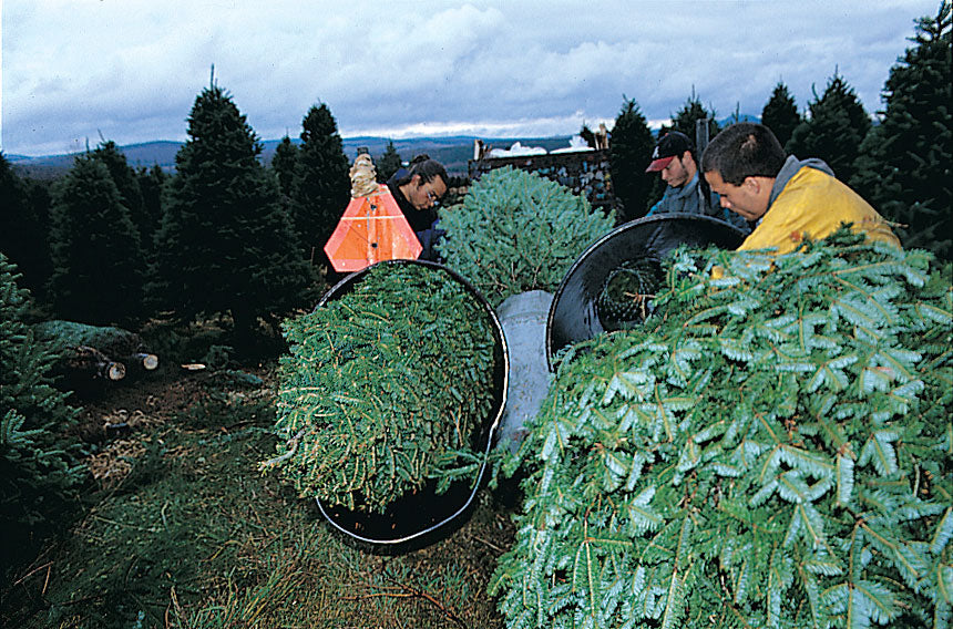 Real Christmas Trees Delivered 7 Foot Premium Balsam Fir Christmas Tree