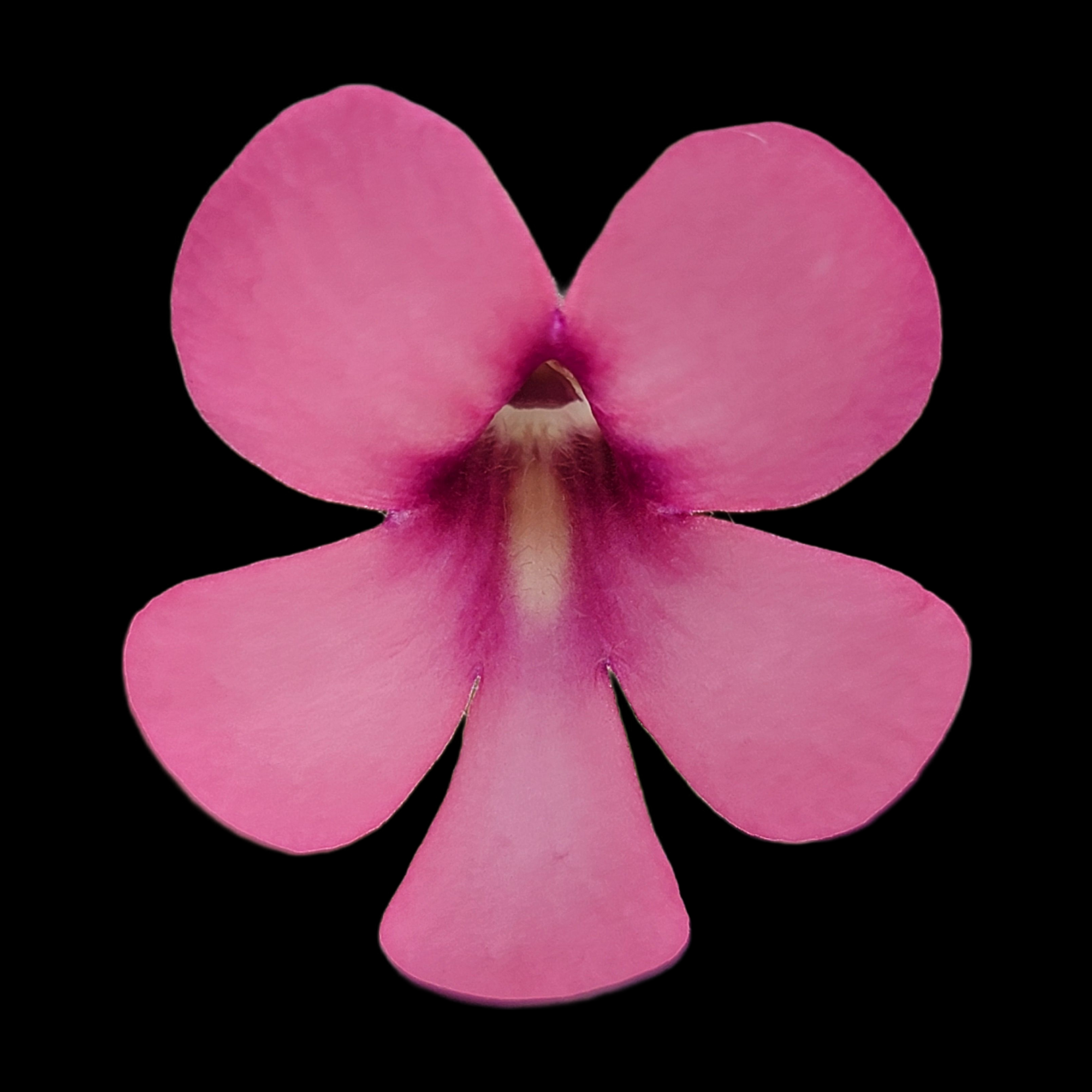 Pinguicula "Peaches"