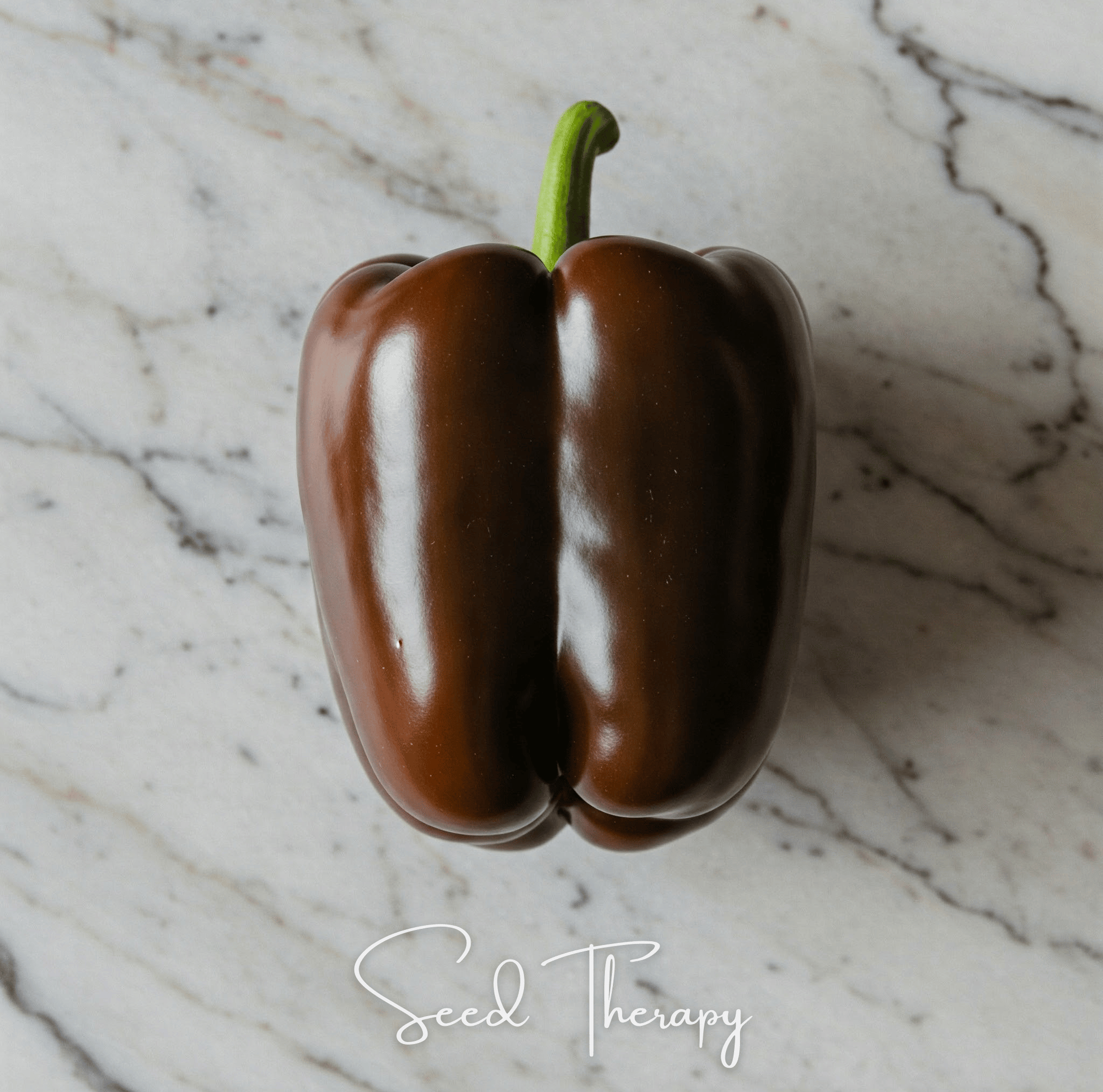 Chocolate Beauty Bell Pepper – 30 Seeds