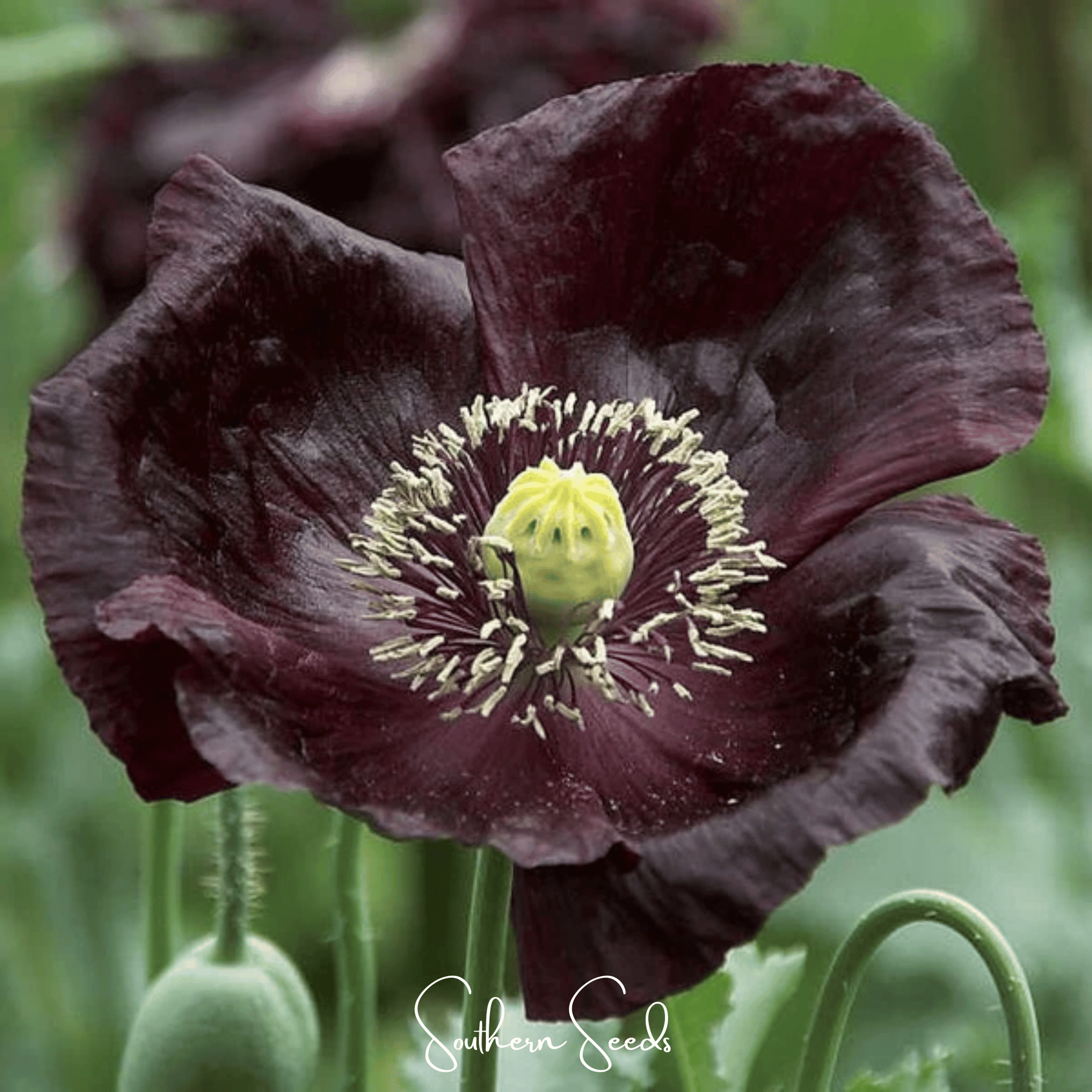 After Midnight Poppy – 100 Seeds
