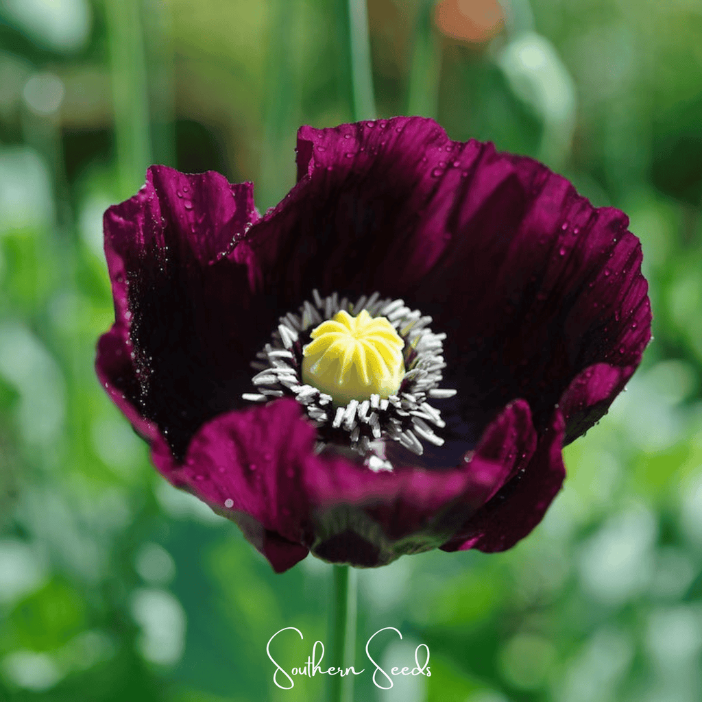 After Midnight Poppy – 100 Seeds