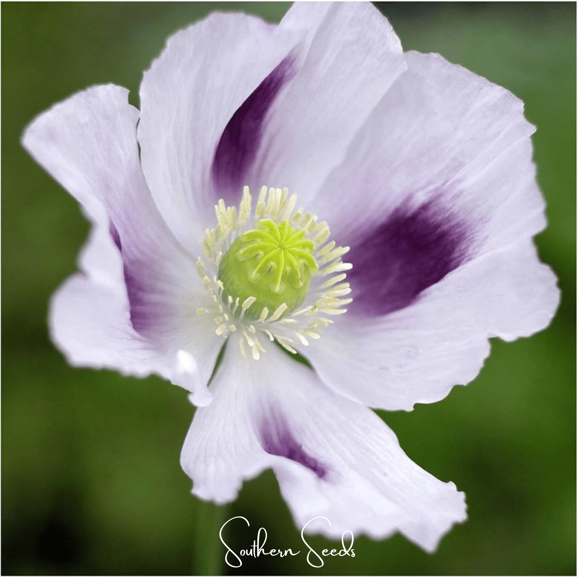 Blue Moon Poppy – 250 Seeds
