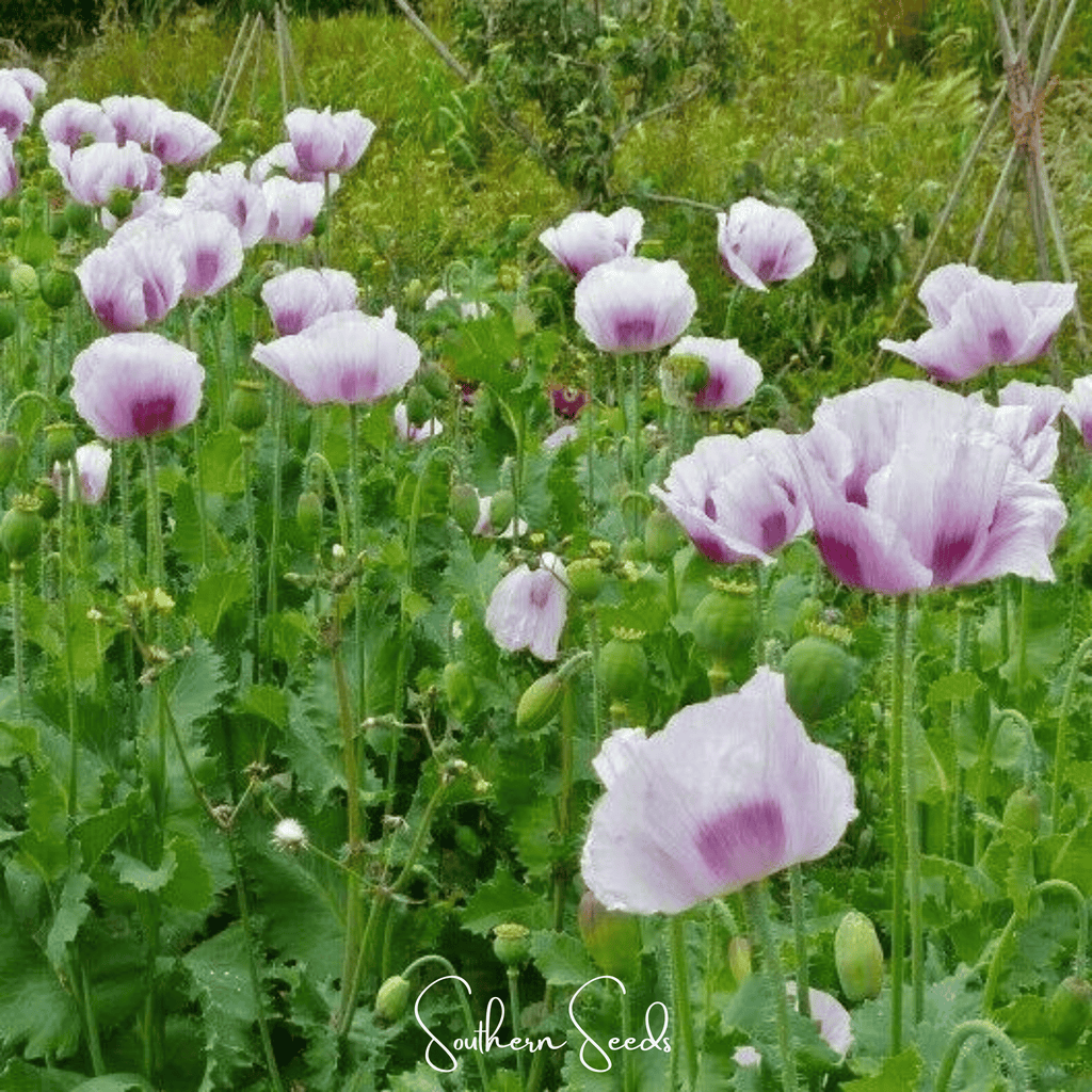 Blue Moon Poppy – 250 Seeds