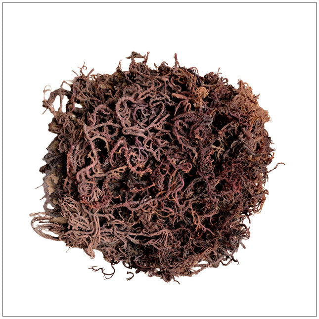 Purple Sea Moss