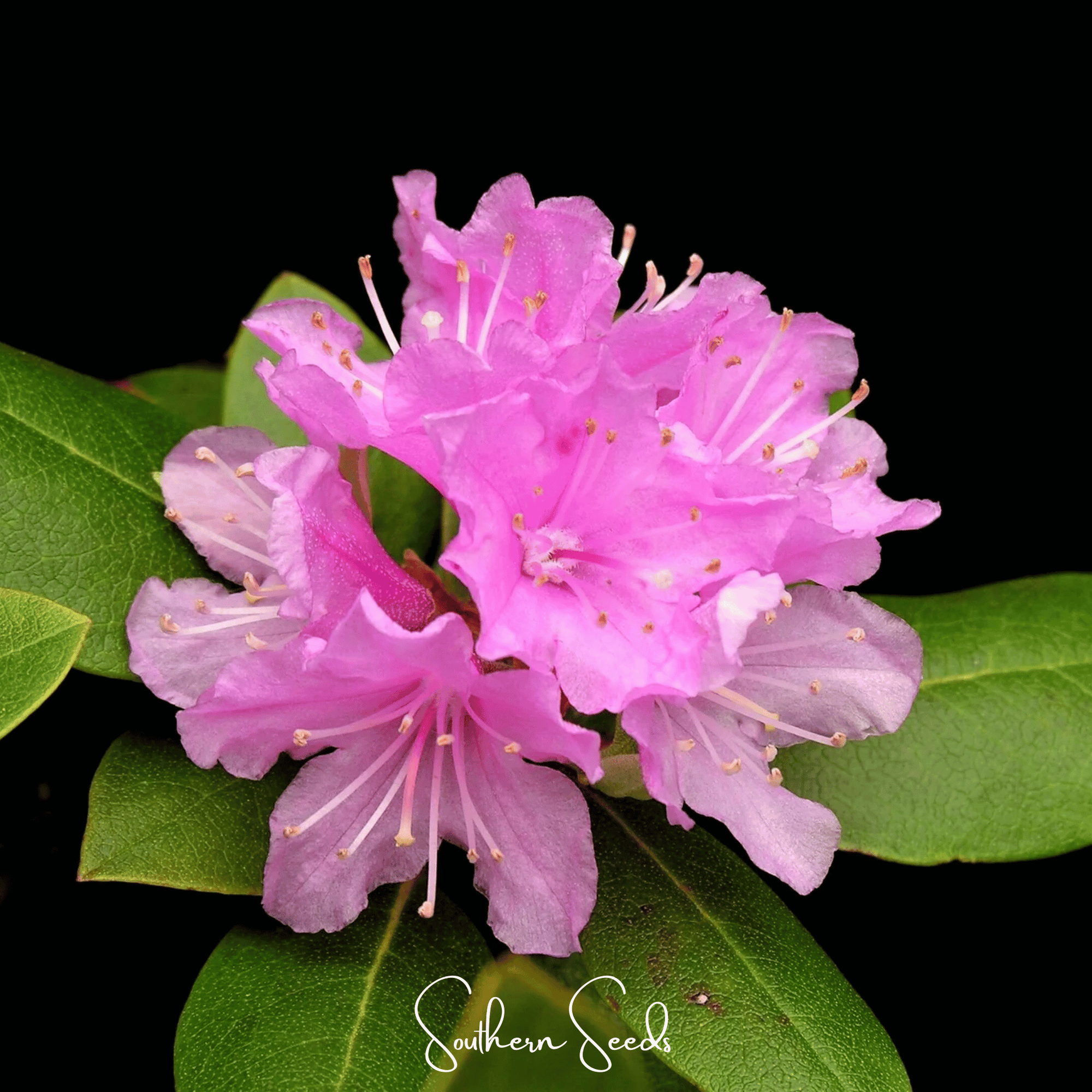 Carolina Azalea Rhododendron – 100 Seeds