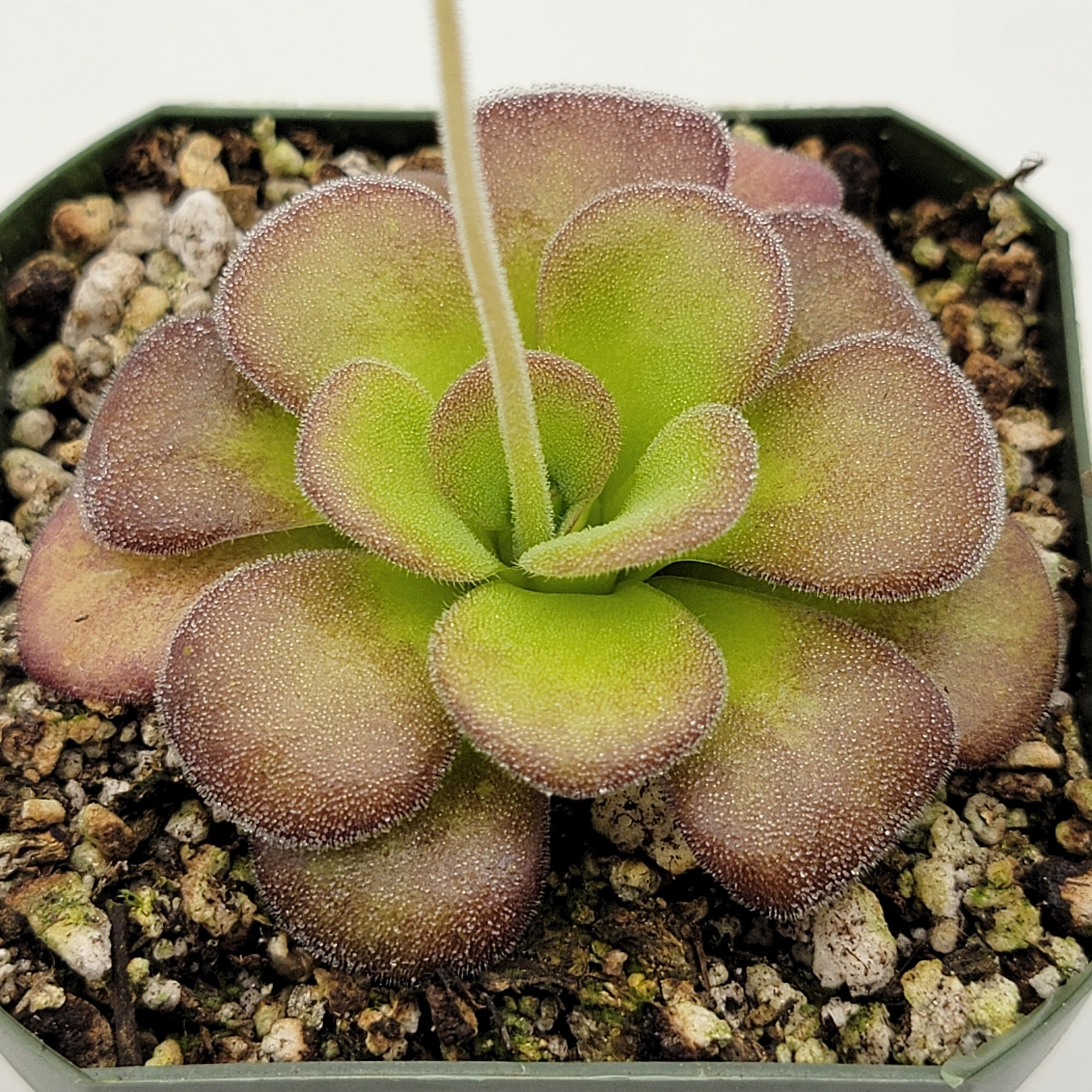 Pinguicula agnata 'Ekuma'