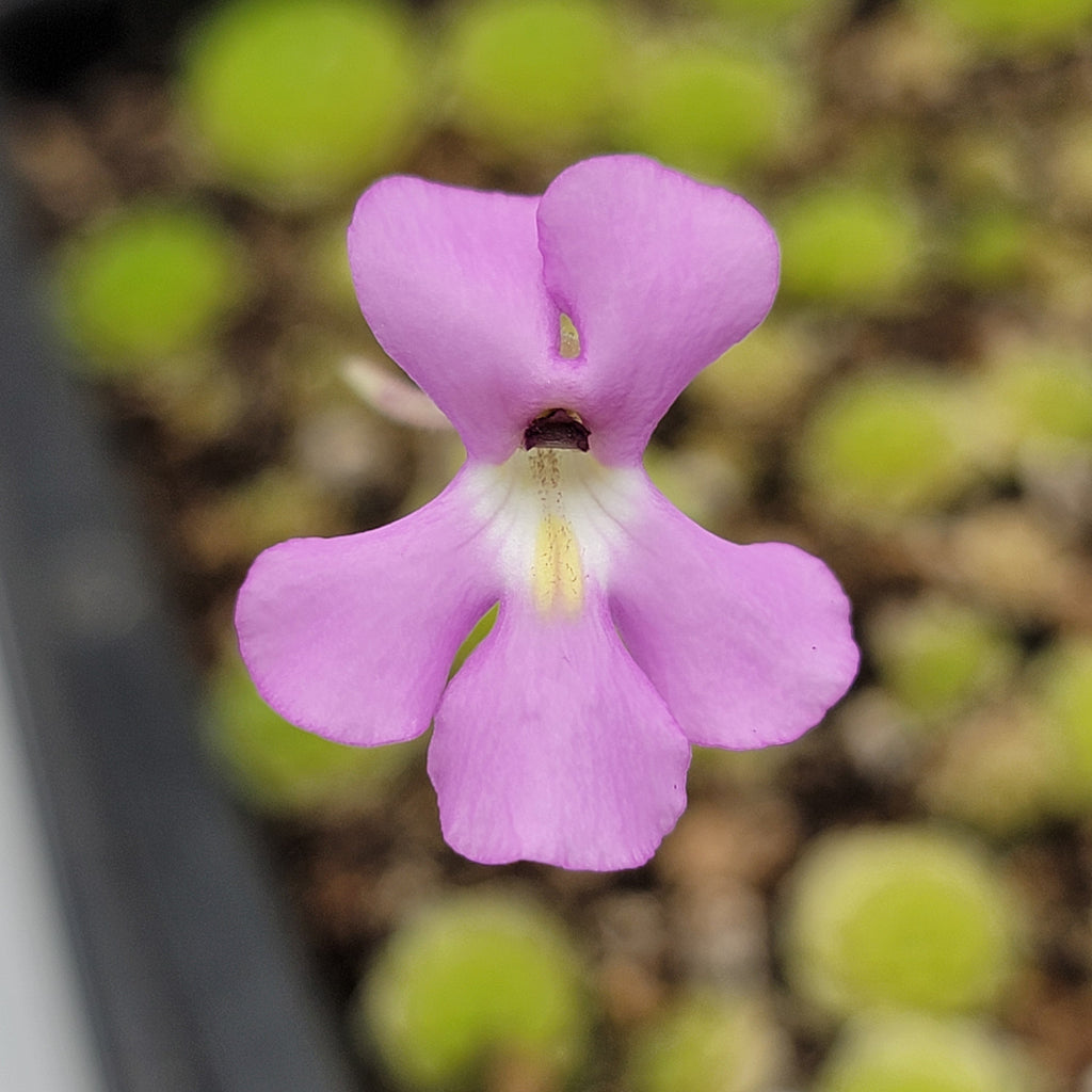 Pinguicula esseriana {Agua de León}