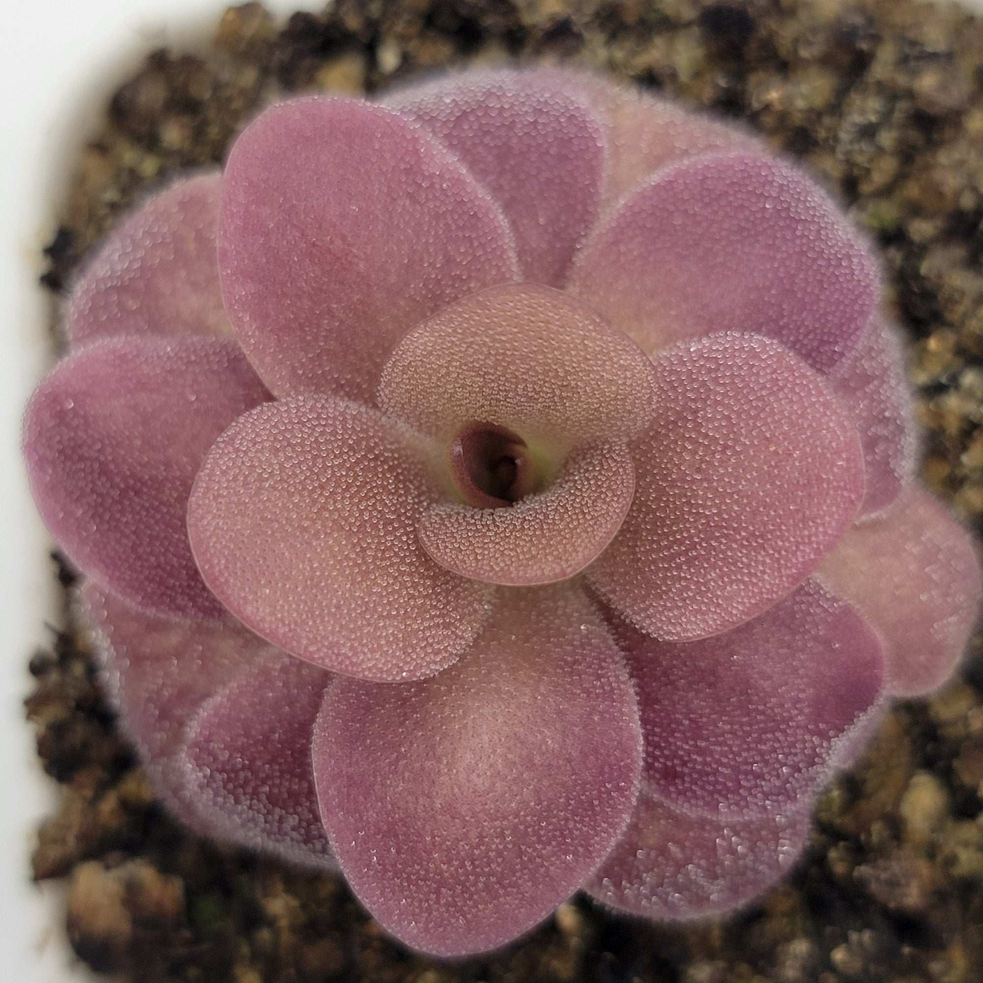 Pinguicula martinezii x laueana -Mexican butterwort-