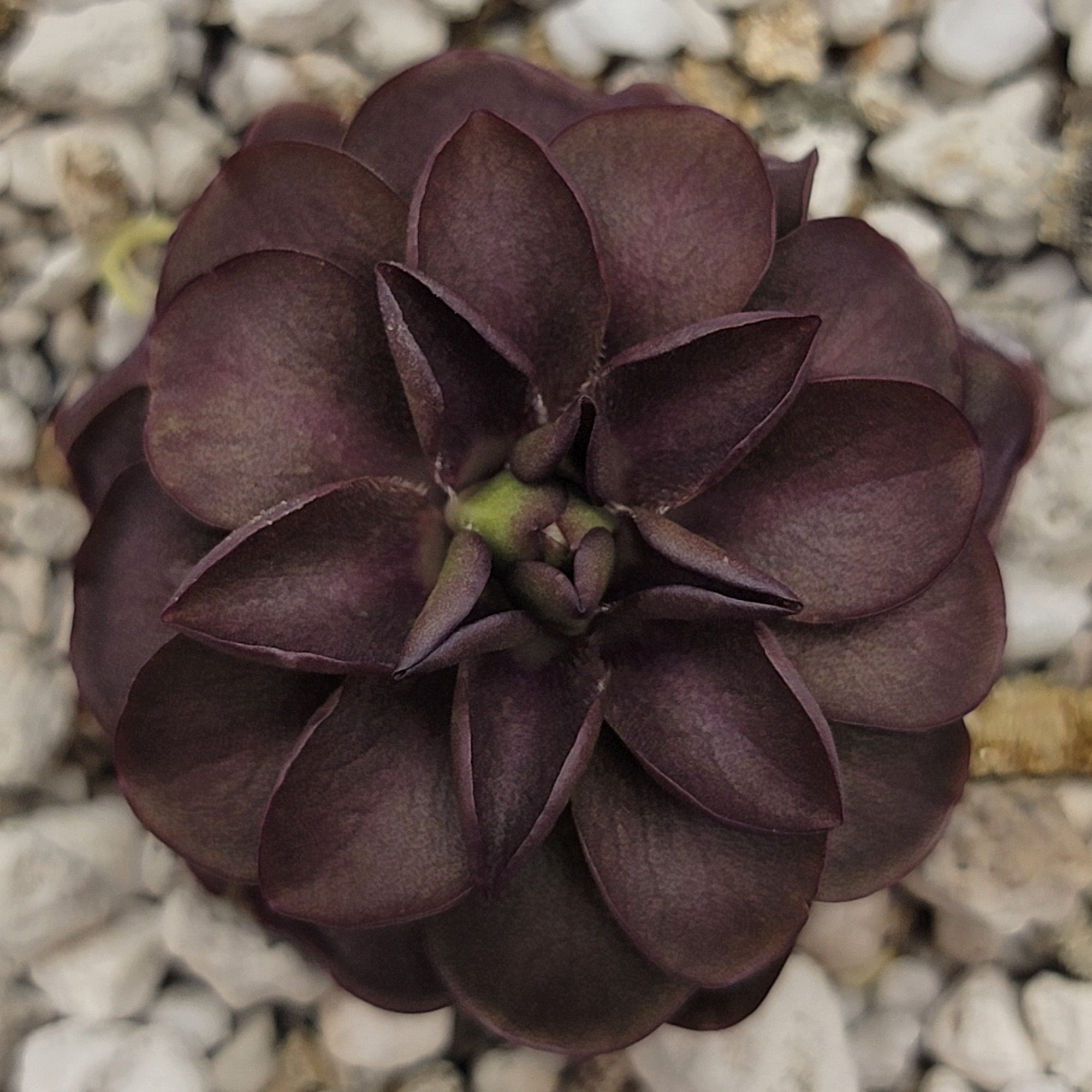 Pinguicula laueana "Tangerine" x cyclosecta