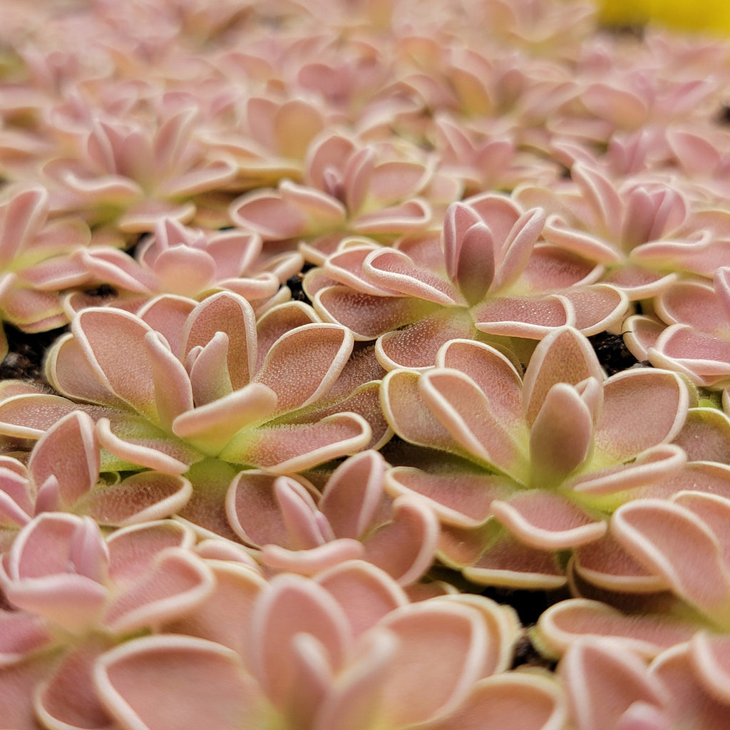 Pinguicula ehlersiae {Tolantongo}