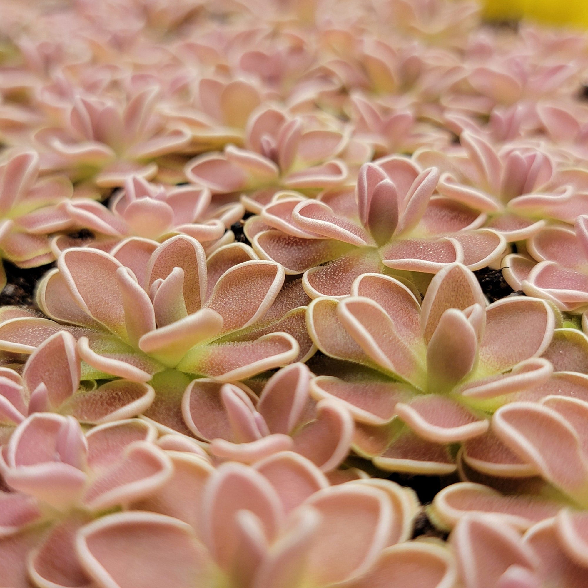 Pinguicula ehlersiae {Tolantongo}