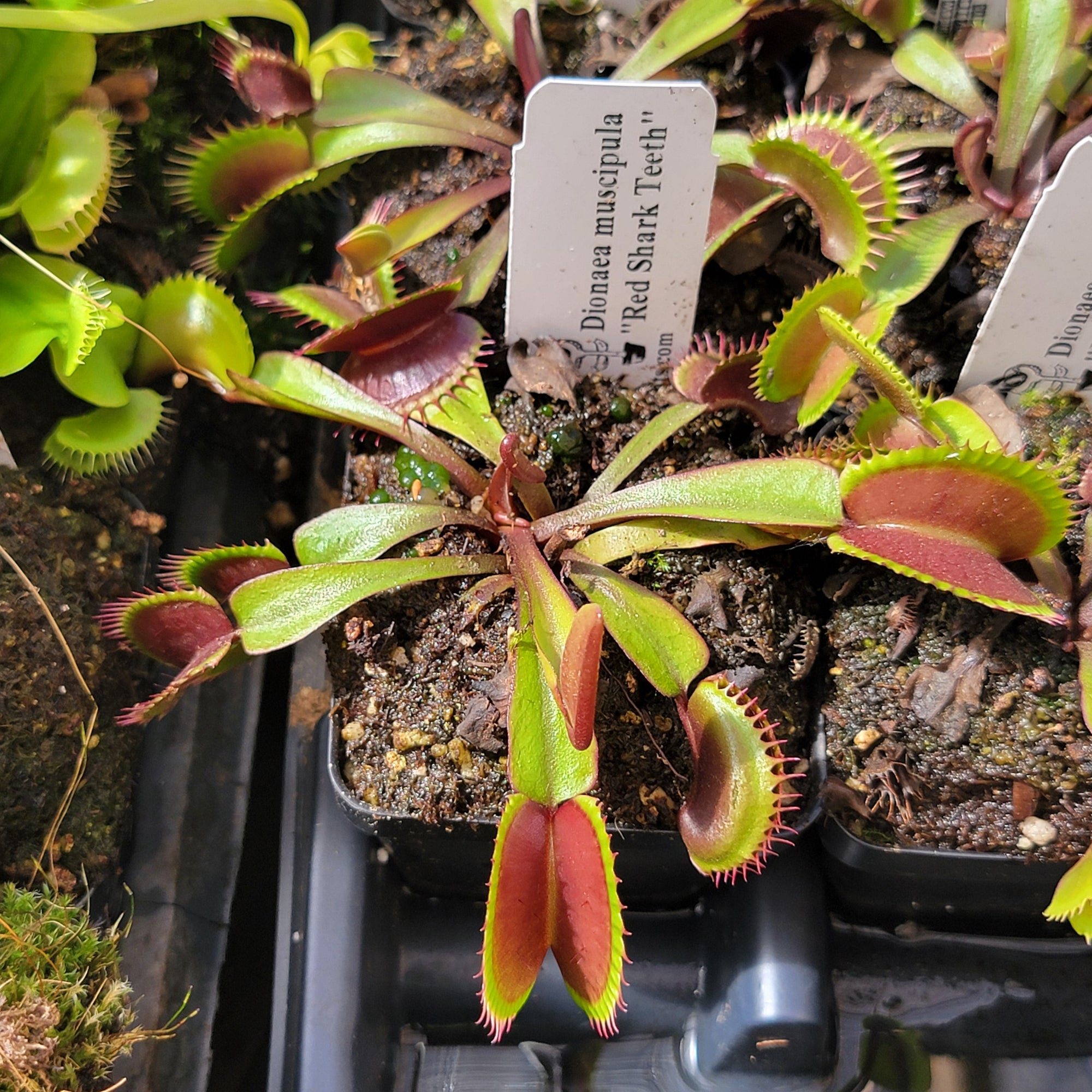 Venus flytrap (Dionaea muscipula) "Red Shark Teeth"