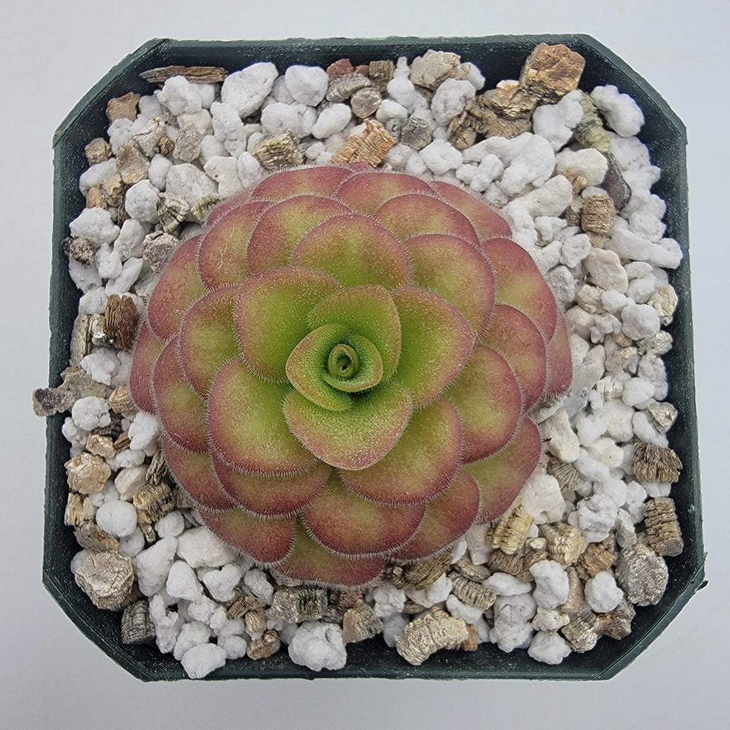 Pinguicula agnata 'El Lobo' x 'Huahuapan' (Red clone)