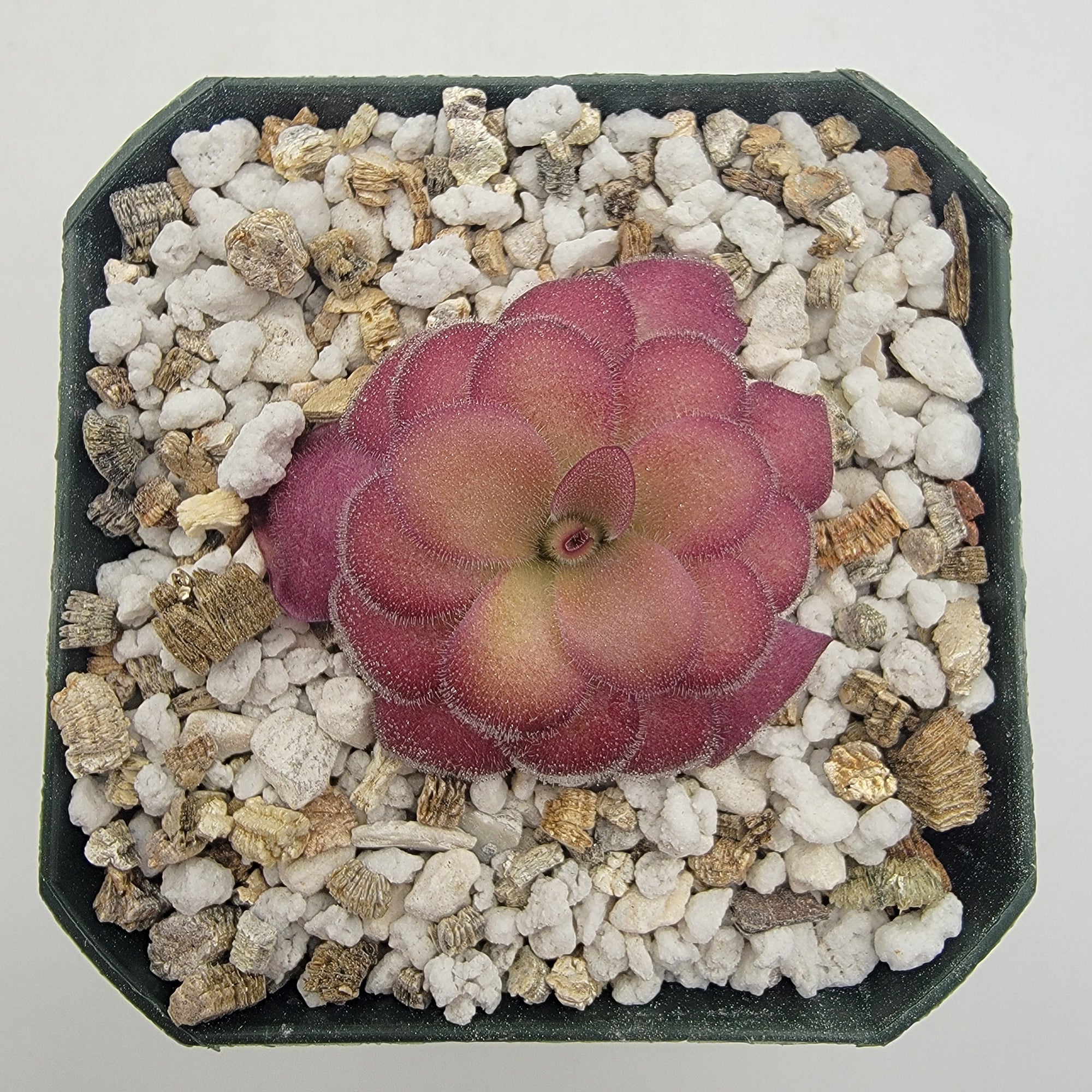 Pinguicula agnata 'El Lobo' x 'Huahuapan' (Red clone)