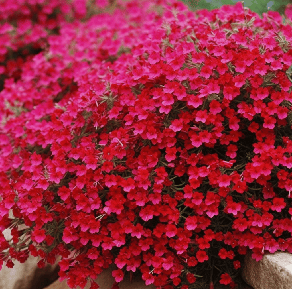 Cascade Red Rockcress – 50 Seeds