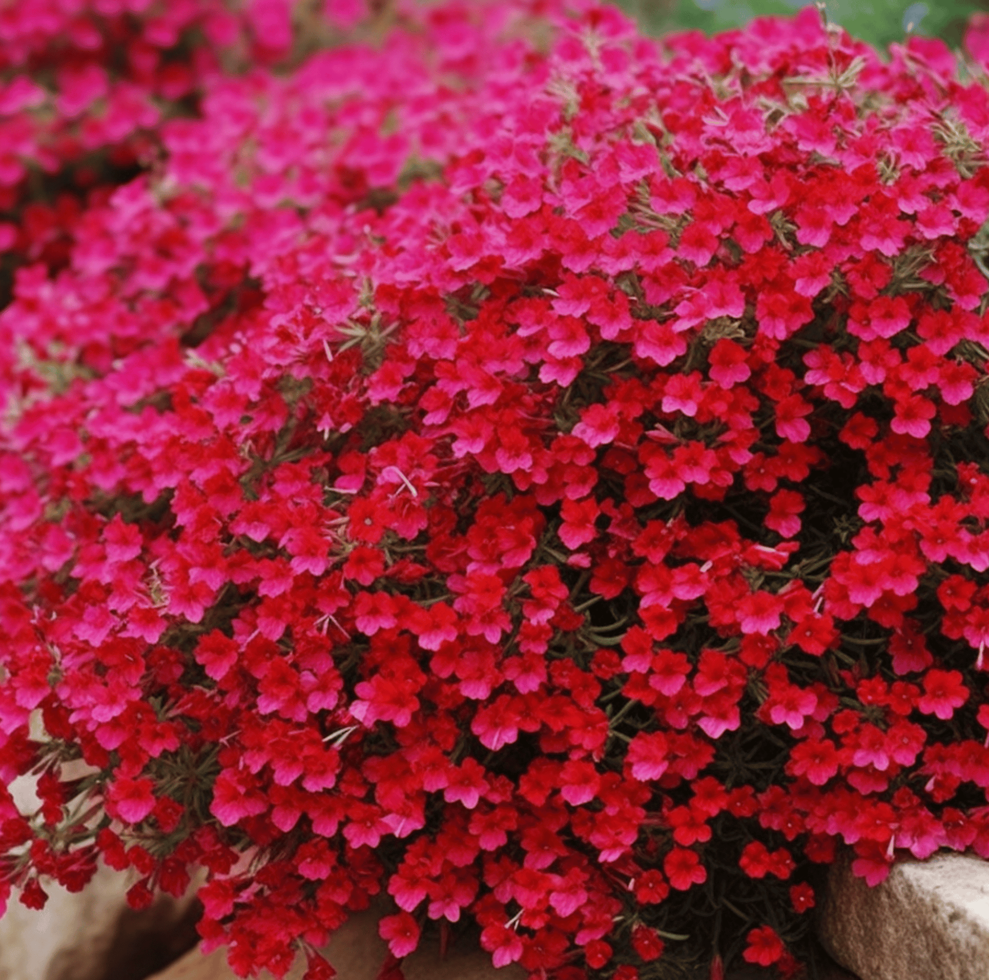 Cascade Red Rockcress – 50 Seeds