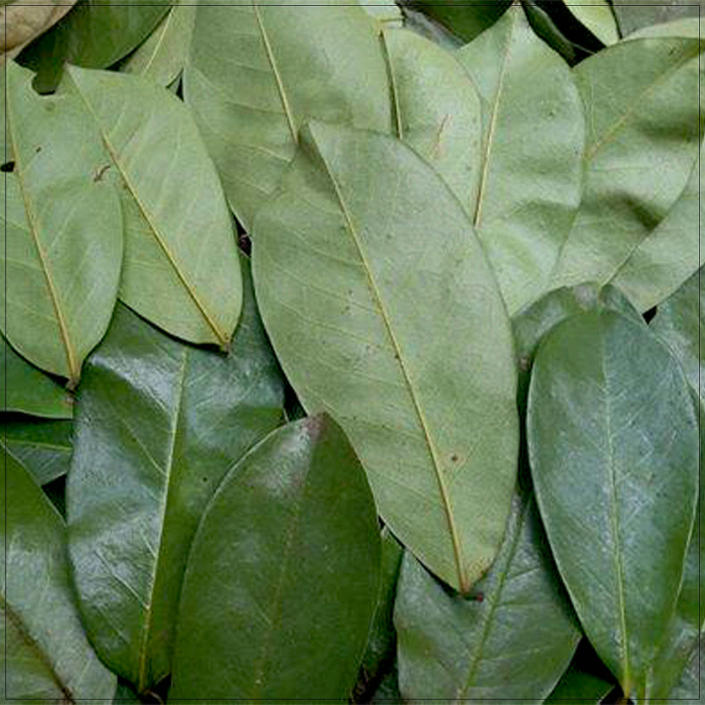 Soursop Leaf Dried Natural