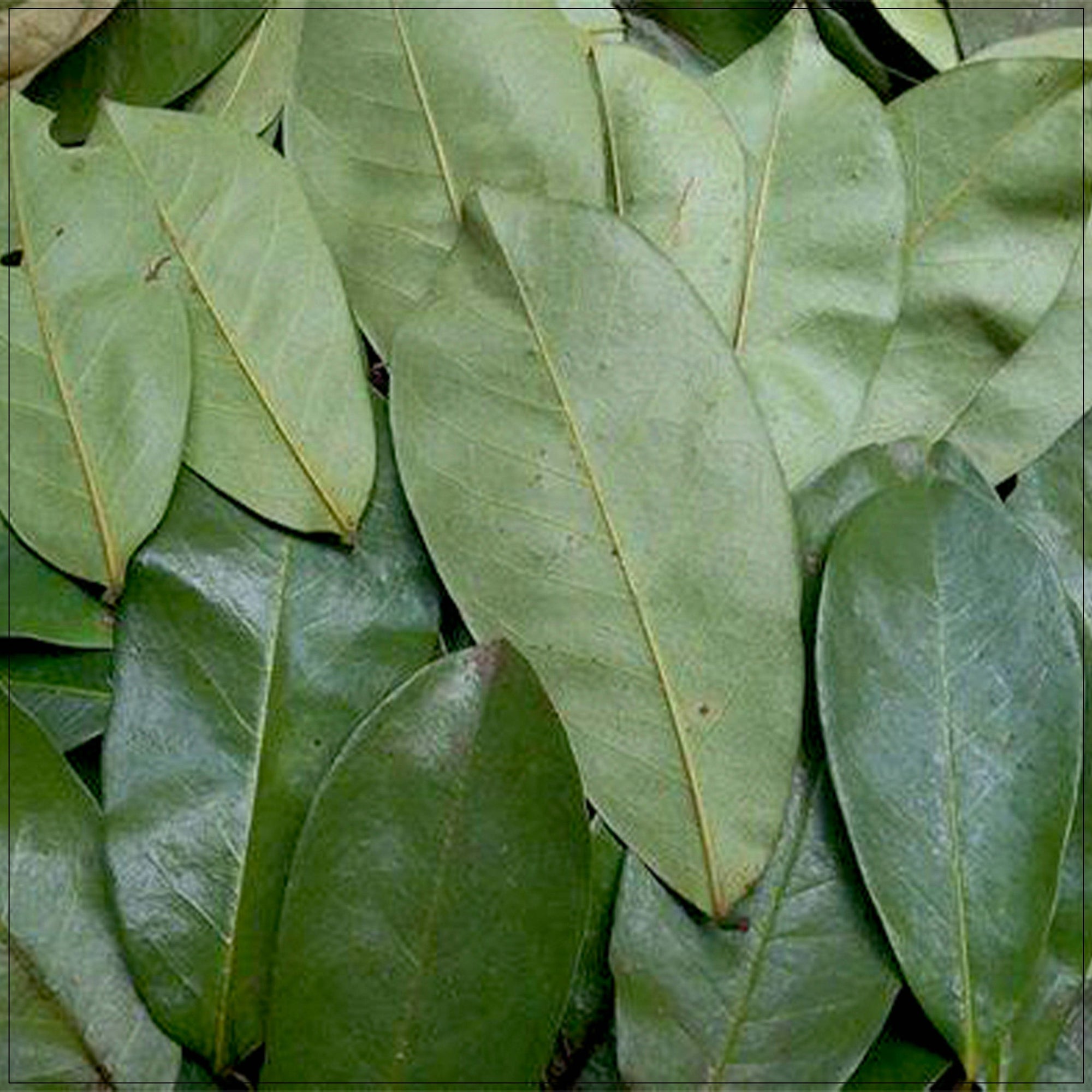 Soursop Leaf Dried Natural