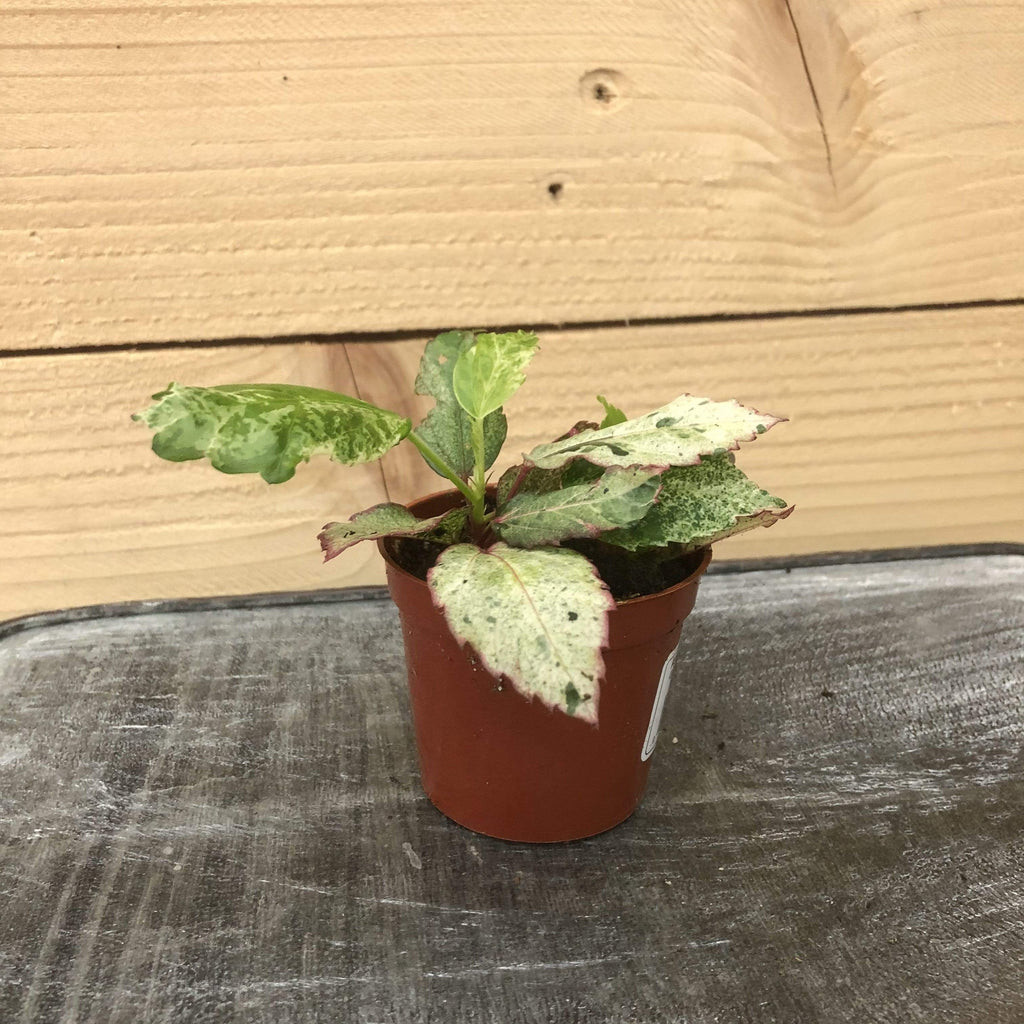 Hibiscus Cooperii Variegated, 2" Plant