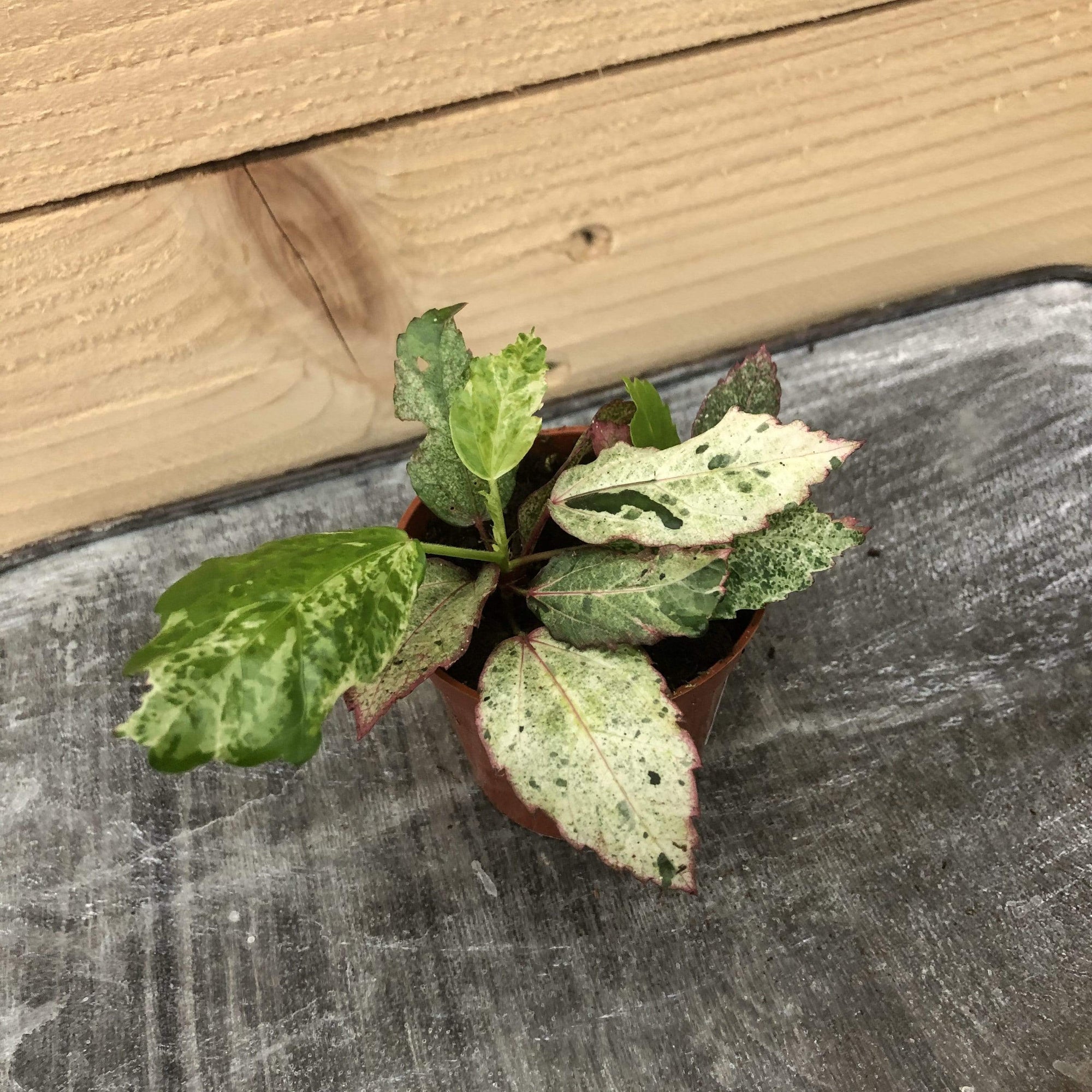 Hibiscus Cooperii Variegated, 2" Plant