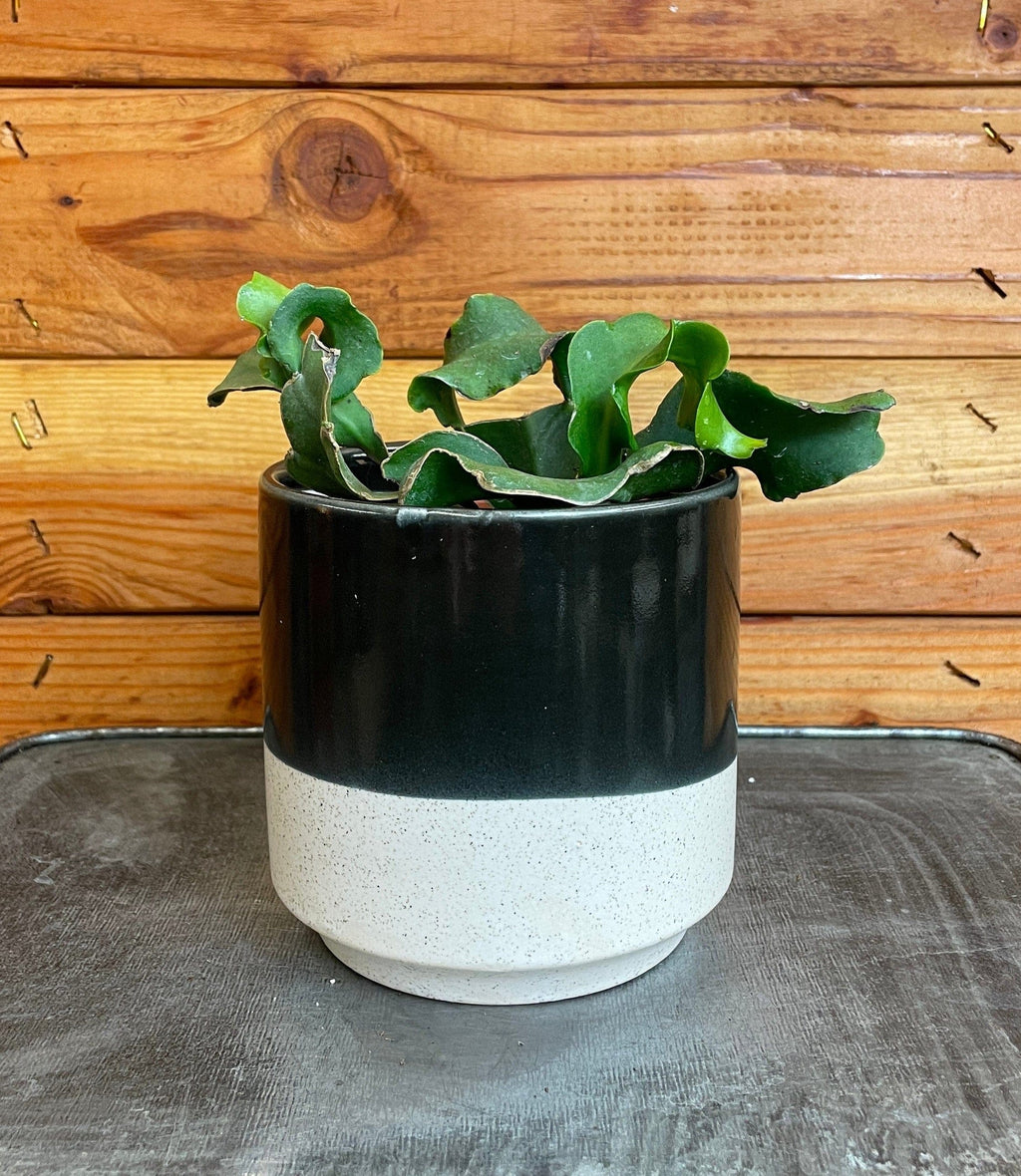 Epiphyllum Curly Locks, 4" Plant