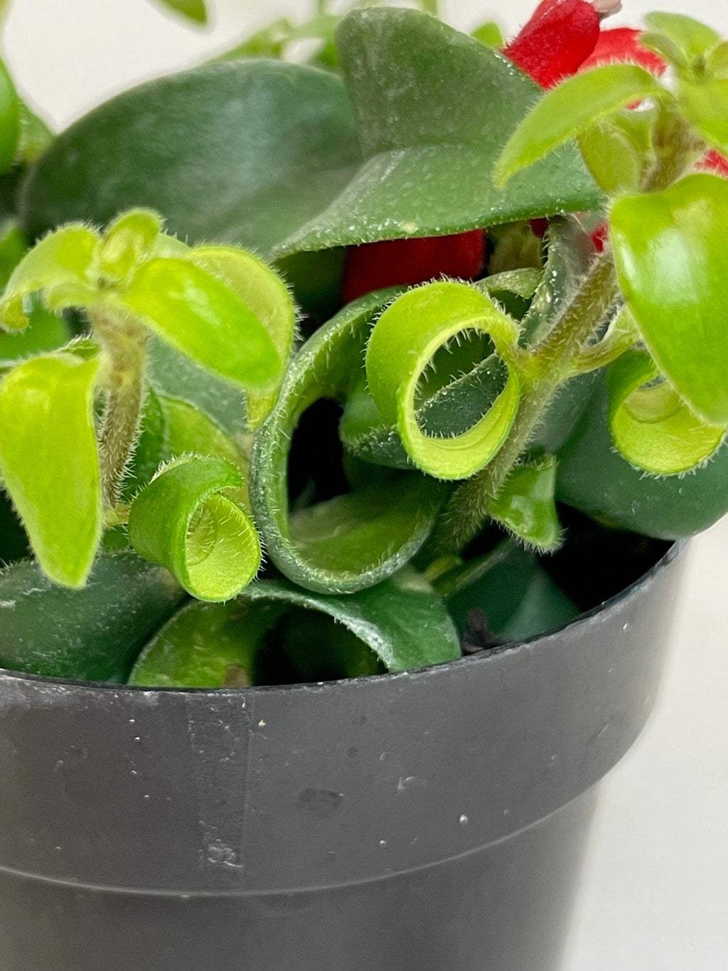 Aeschynanthus Lipstick Curly, 2" Plant