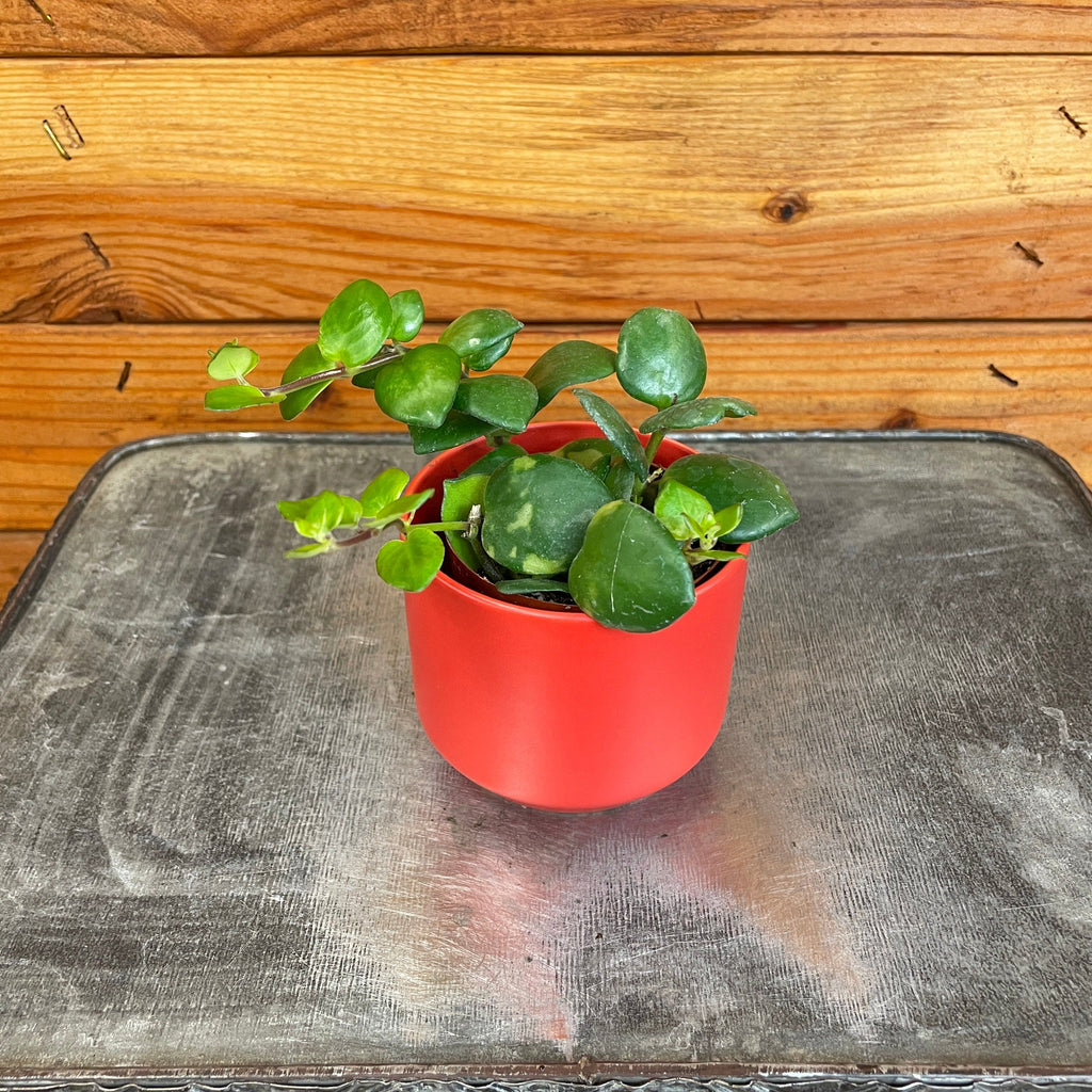 Aeschynanthus Lipstick Thai Pink, 2" Plant