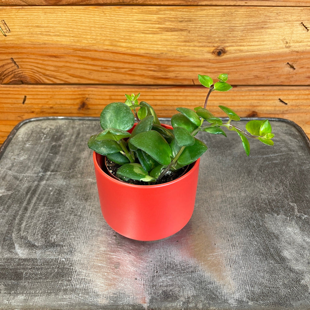 Aeschynanthus Lipstick Thai Pink, 2" Plant