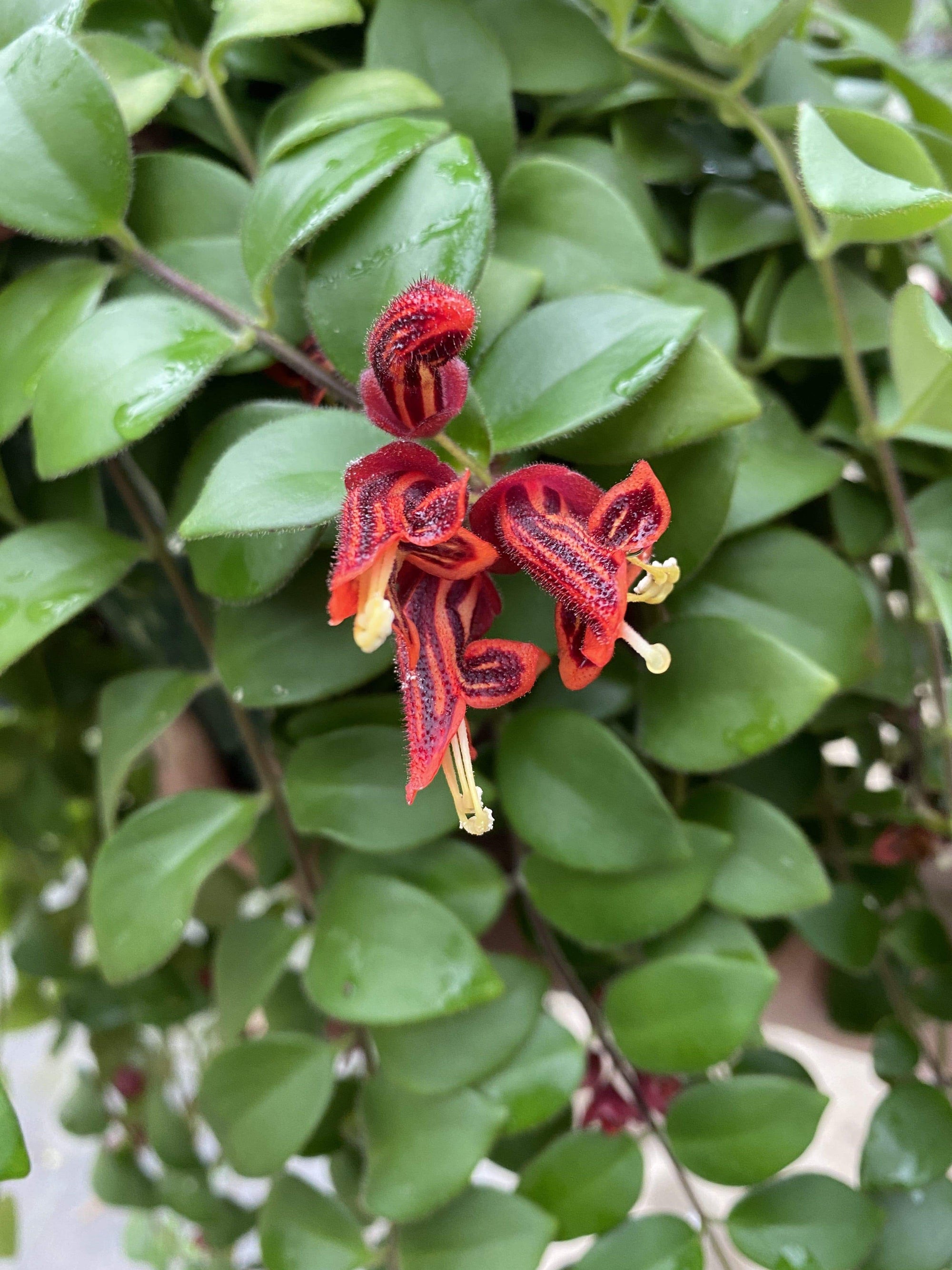 Aeschynanthus Lipstick Tricolor from Borneo, 2" Plant