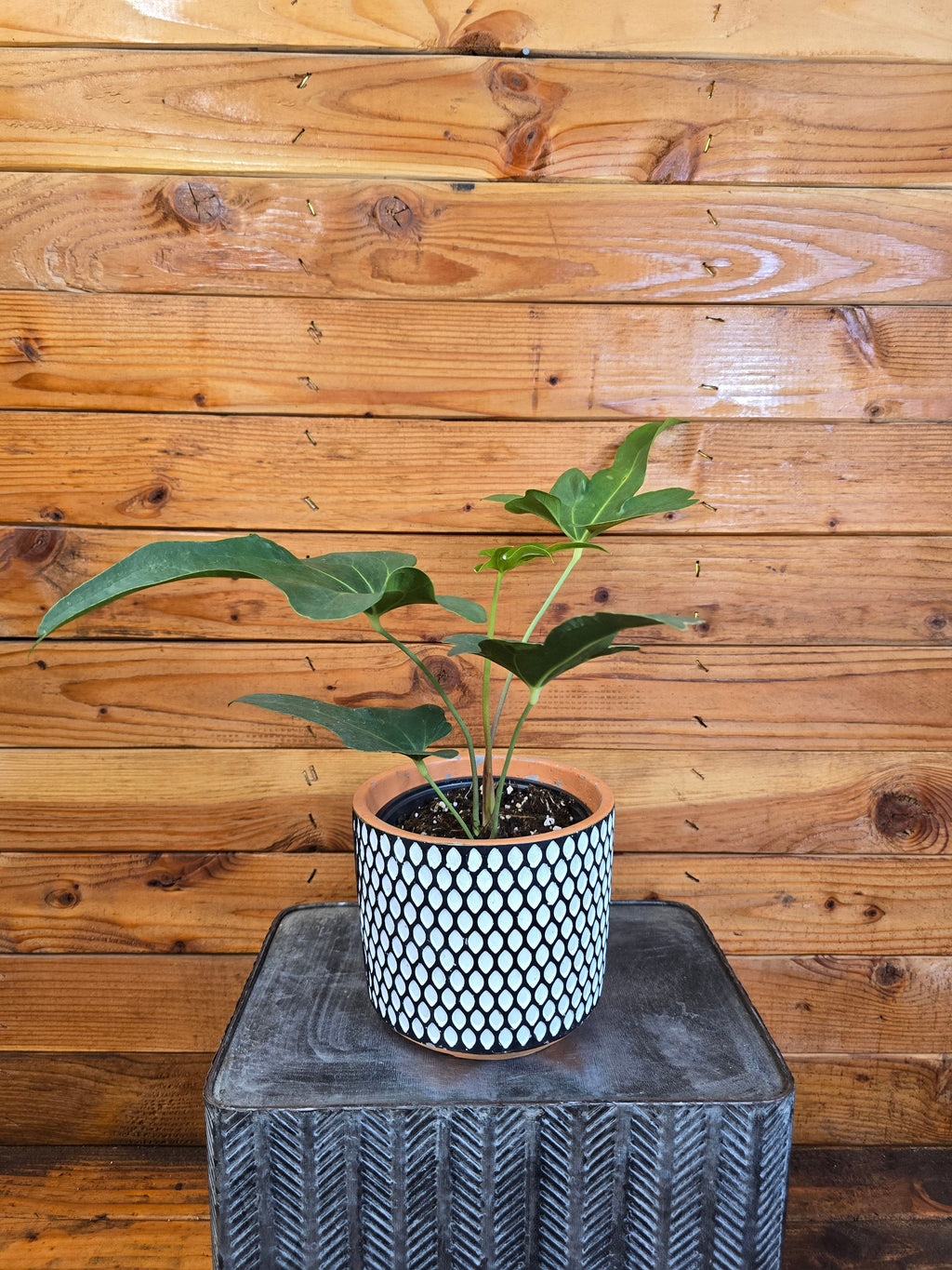 Anthurium Podophyllum, 6" Plant