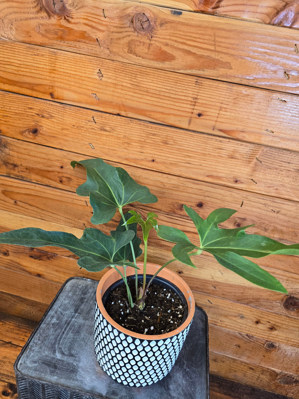 Anthurium Podophyllum, 6" Plant