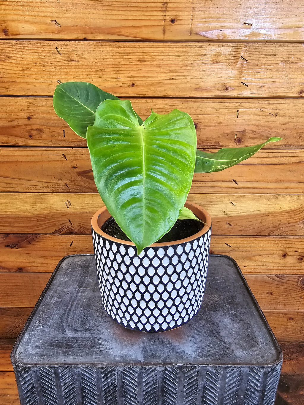 Anthurium Veitchii King, 6" Plant